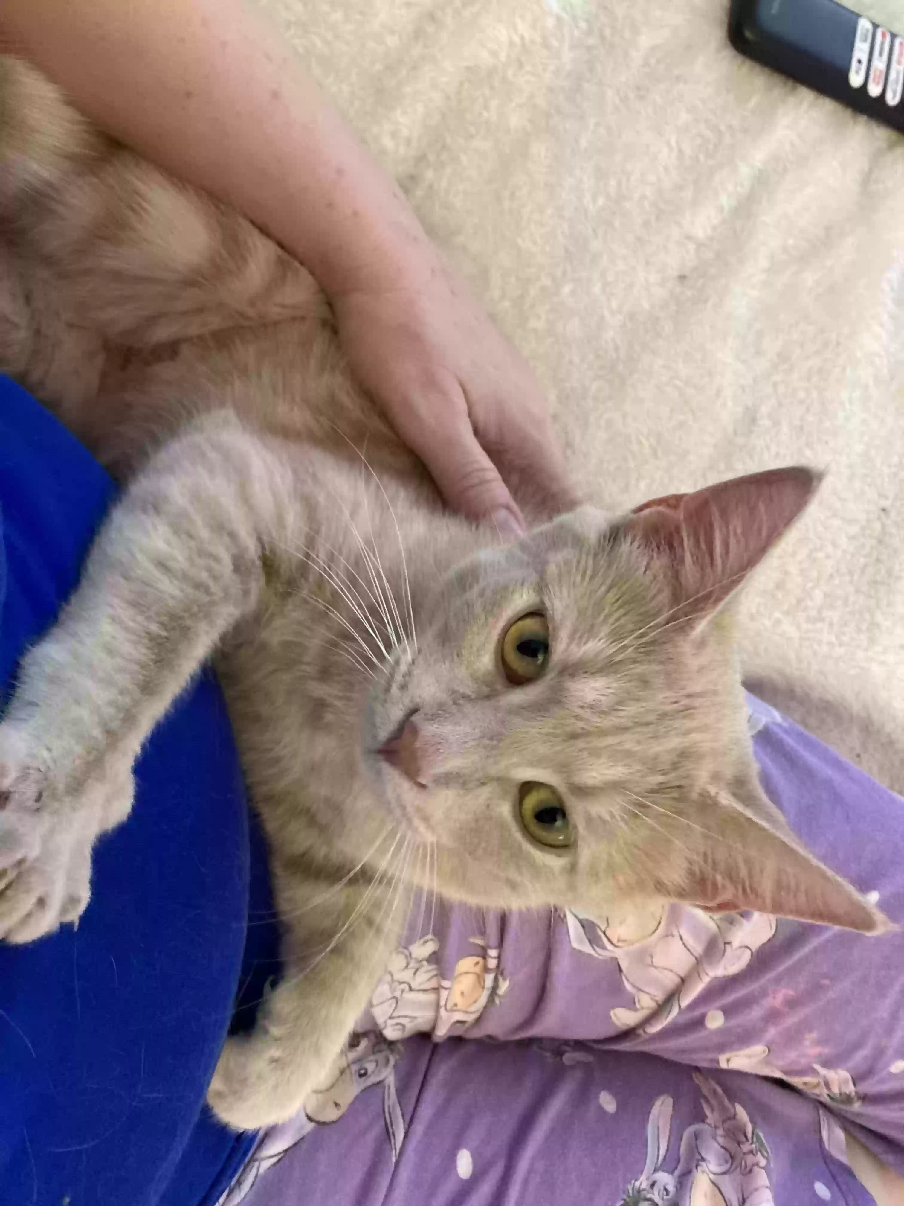 adoptable Cat in Nokesville,VA named Dishe