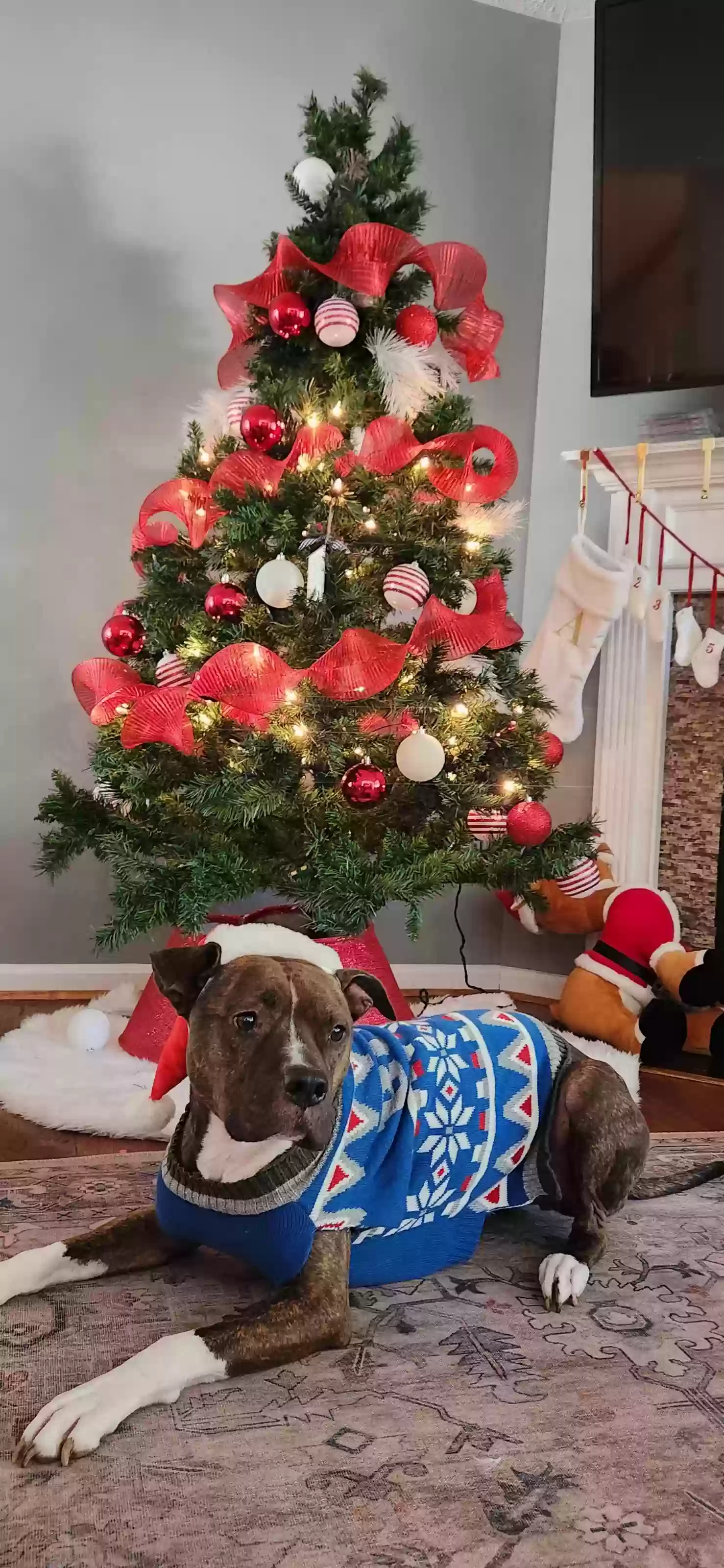 adoptable Dog in Stephens City,VA named WINSTON