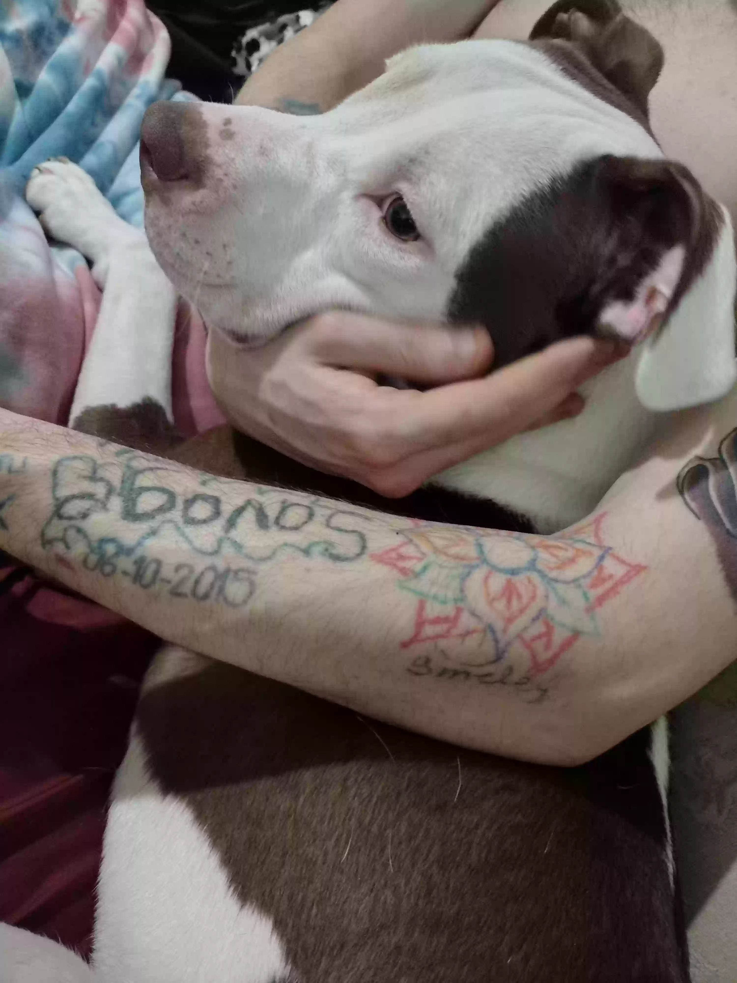 adoptable Dog in Kalamazoo,MI named Ivy rose