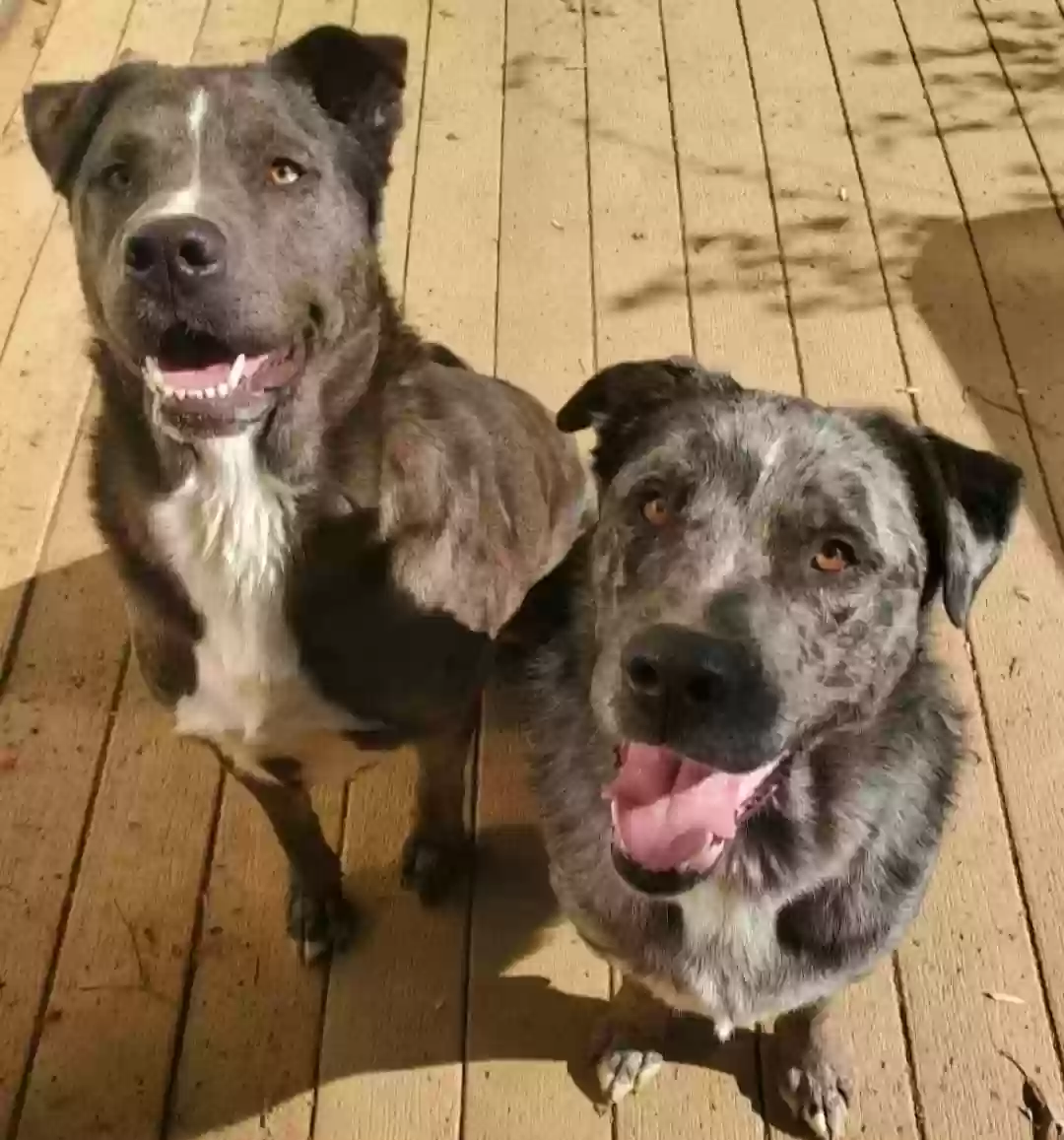 adoptable Dog in Huntsville,AL named Beau and Blue
