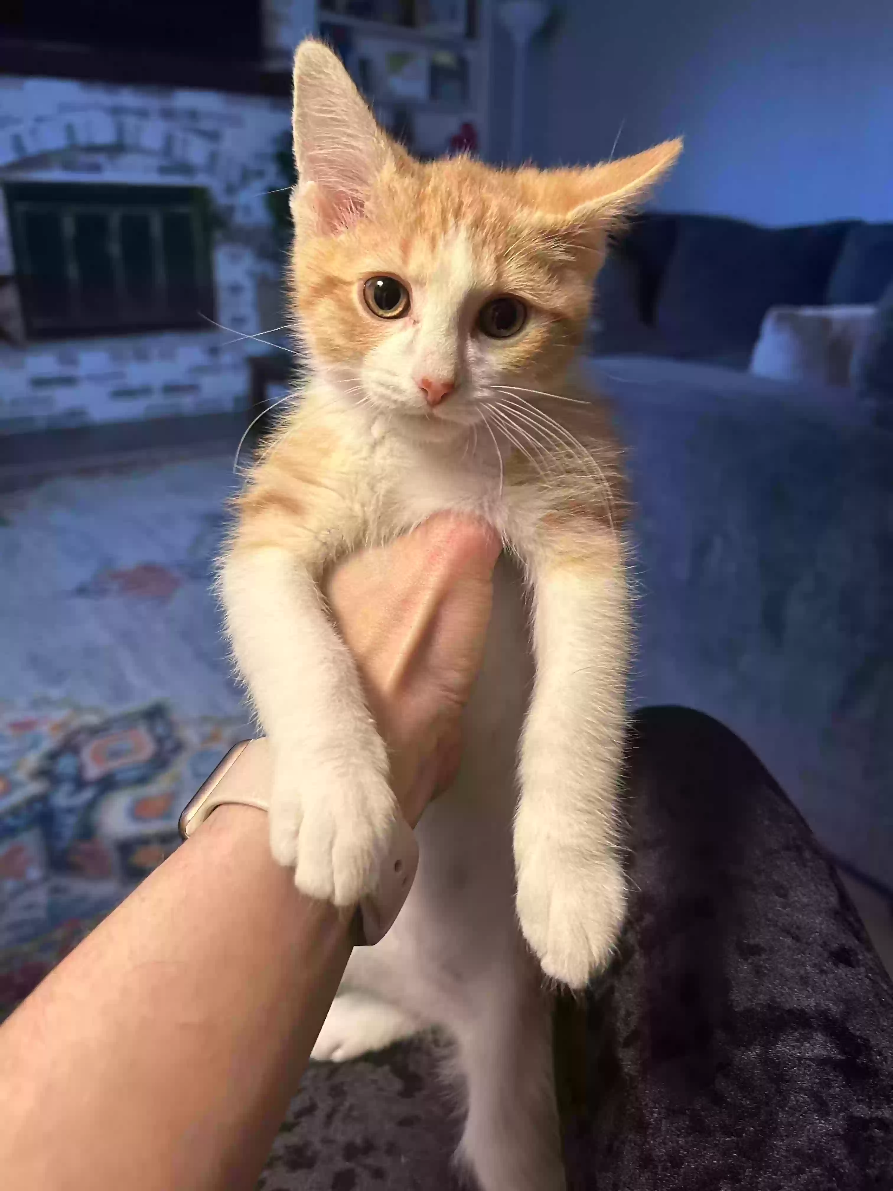adoptable Cat in Lenexa,KS named Henne