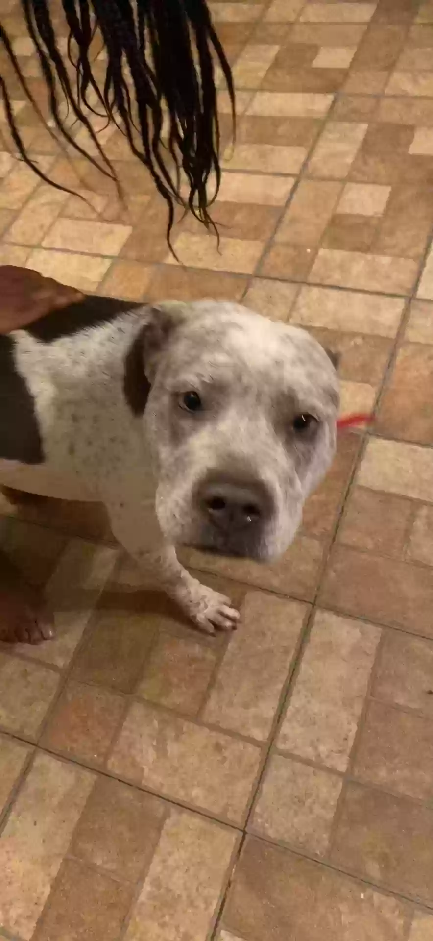 adoptable Dog in Douglasville,GA named Angle