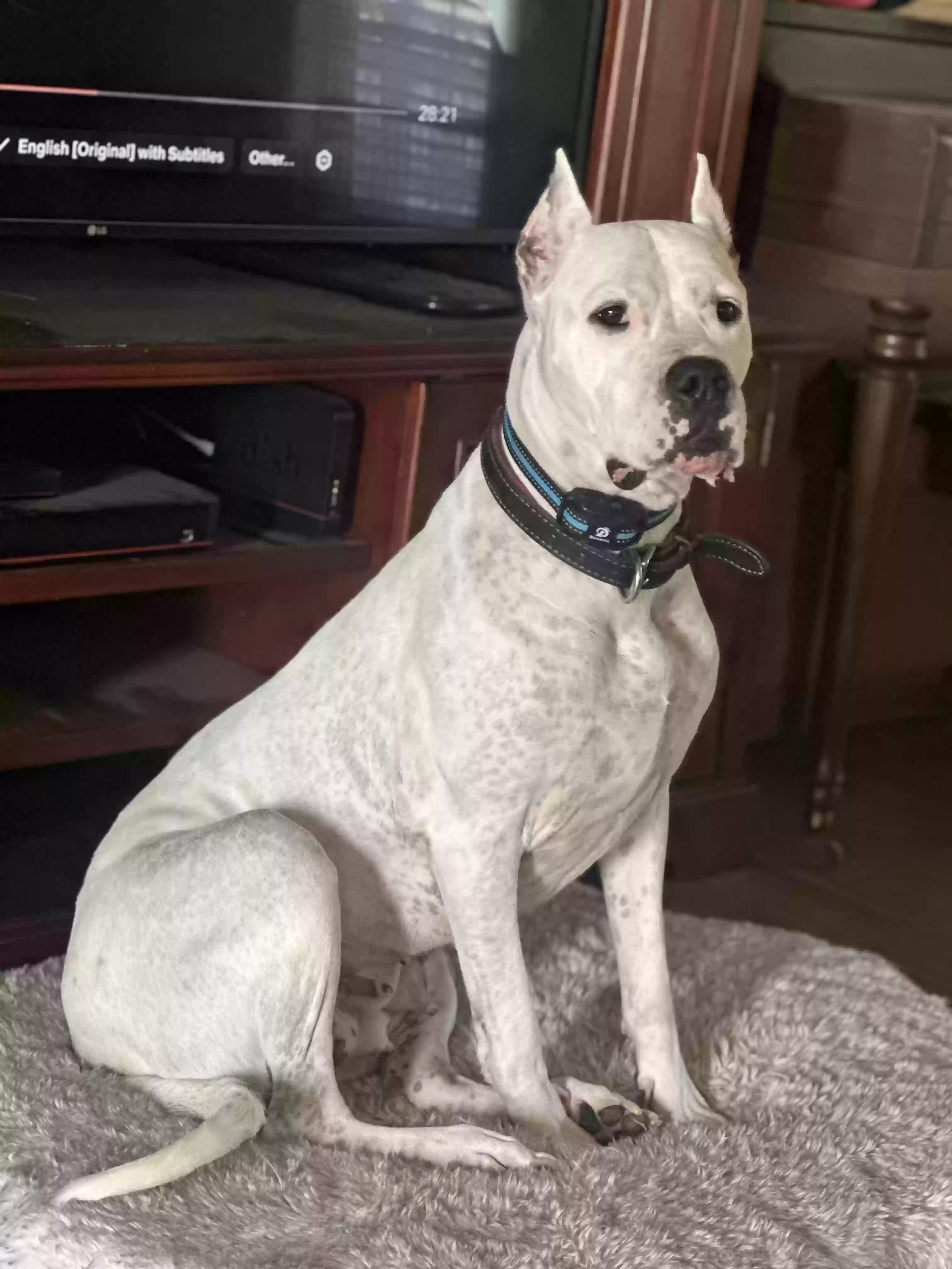 adoptable Dog in Jacksonville,FL named Mazikeen