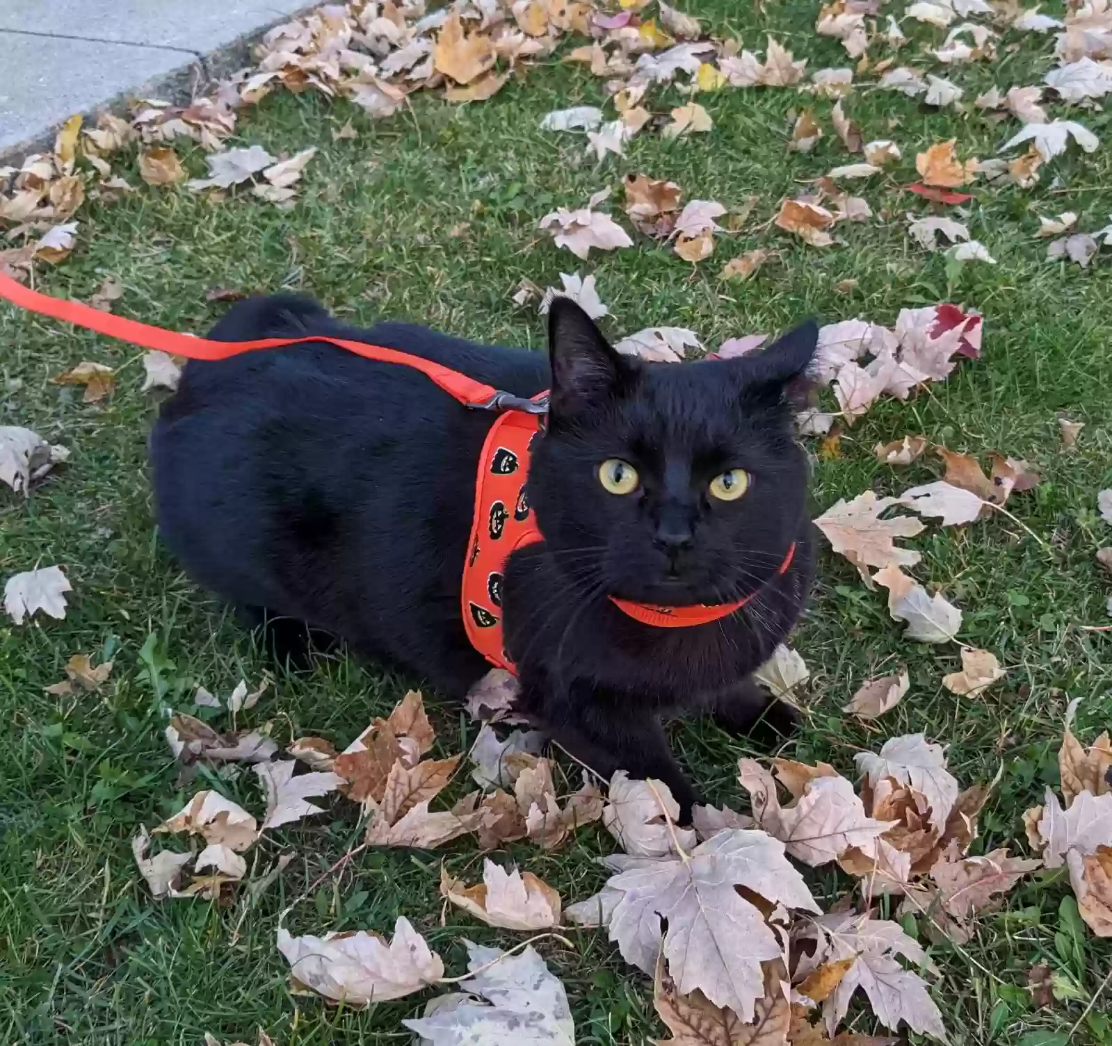 adoptable Cat in Fort Wayne,IN named Inky