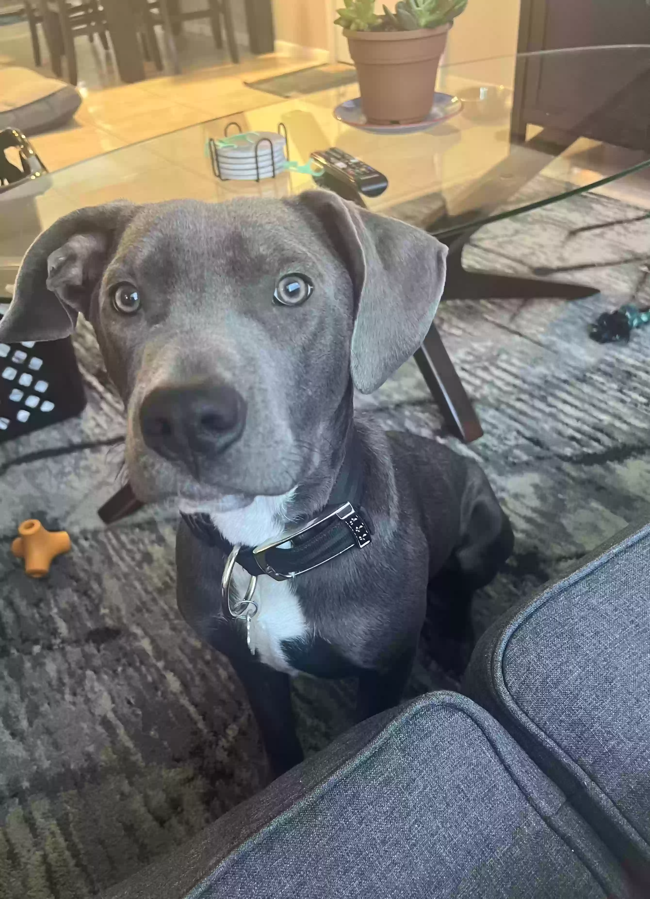 adoptable Dog in Hudson,FL named Bleu