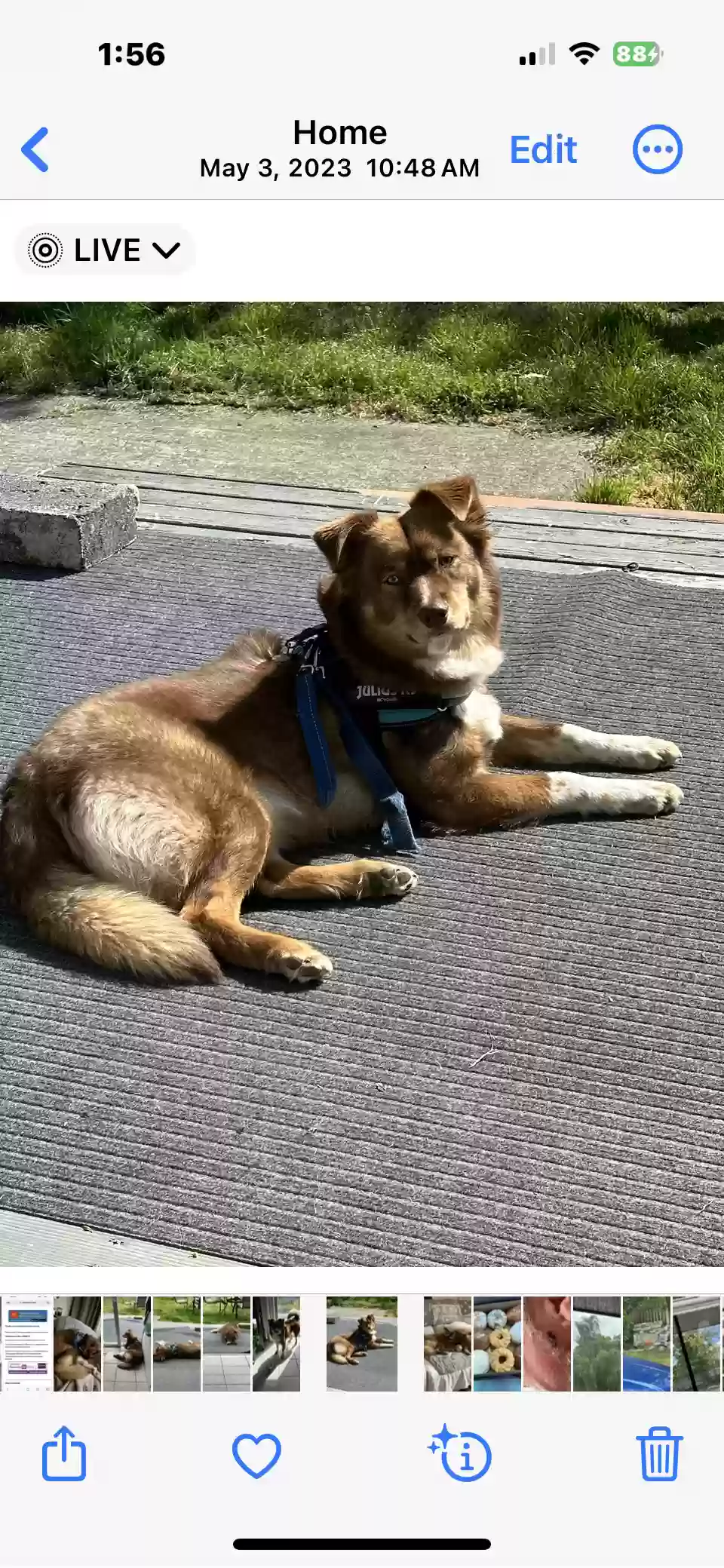 adoptable Dog in Tacoma,WA named Charlie