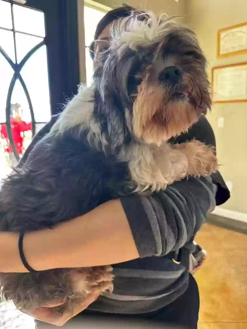 adoptable Dog in Converse,TX named Mila