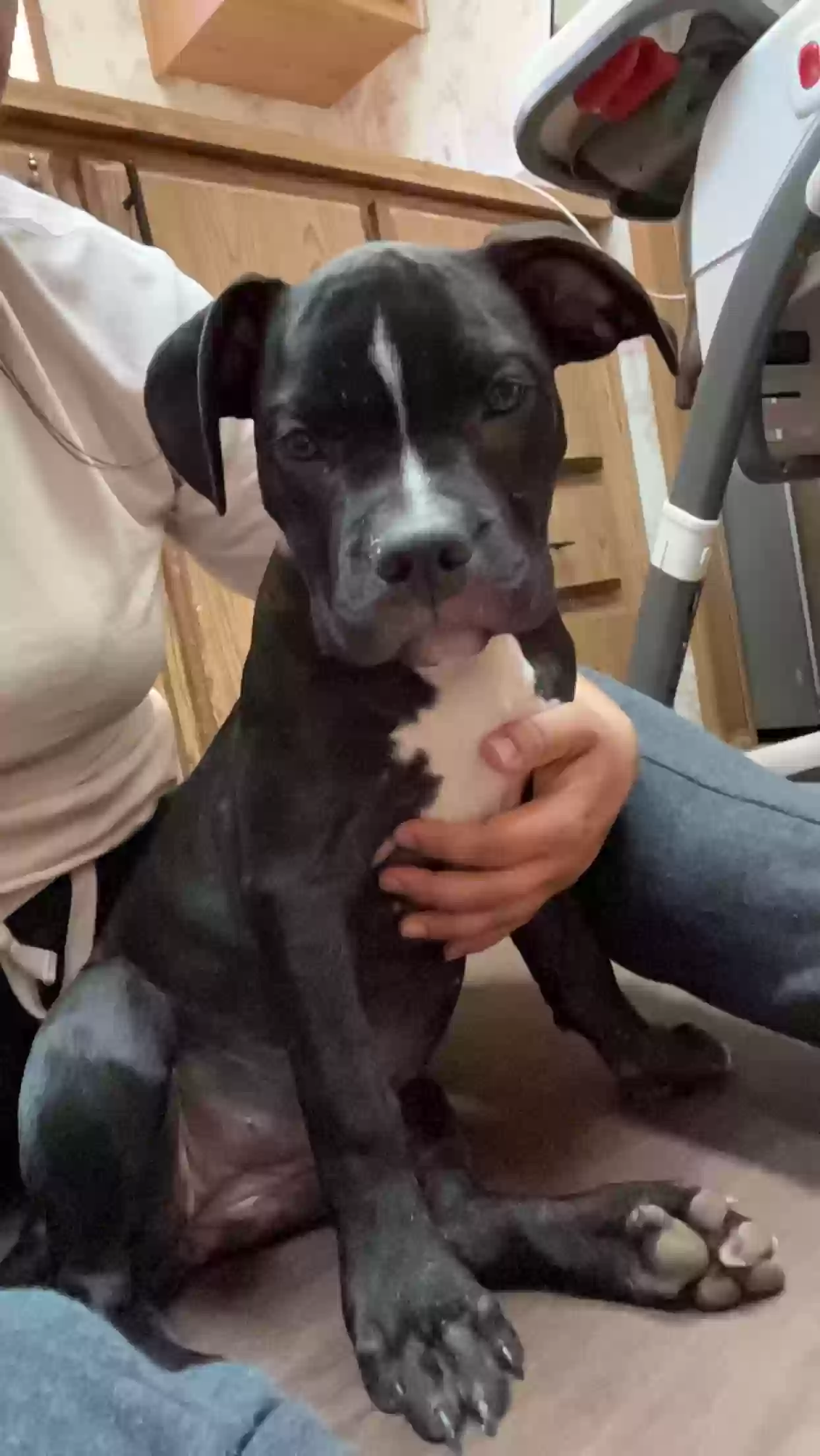 adoptable Dog in Menifee,CA named Hermione