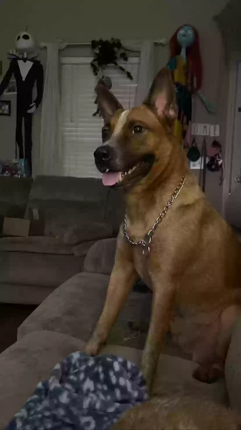 adoptable Dog in Winder,GA named kato