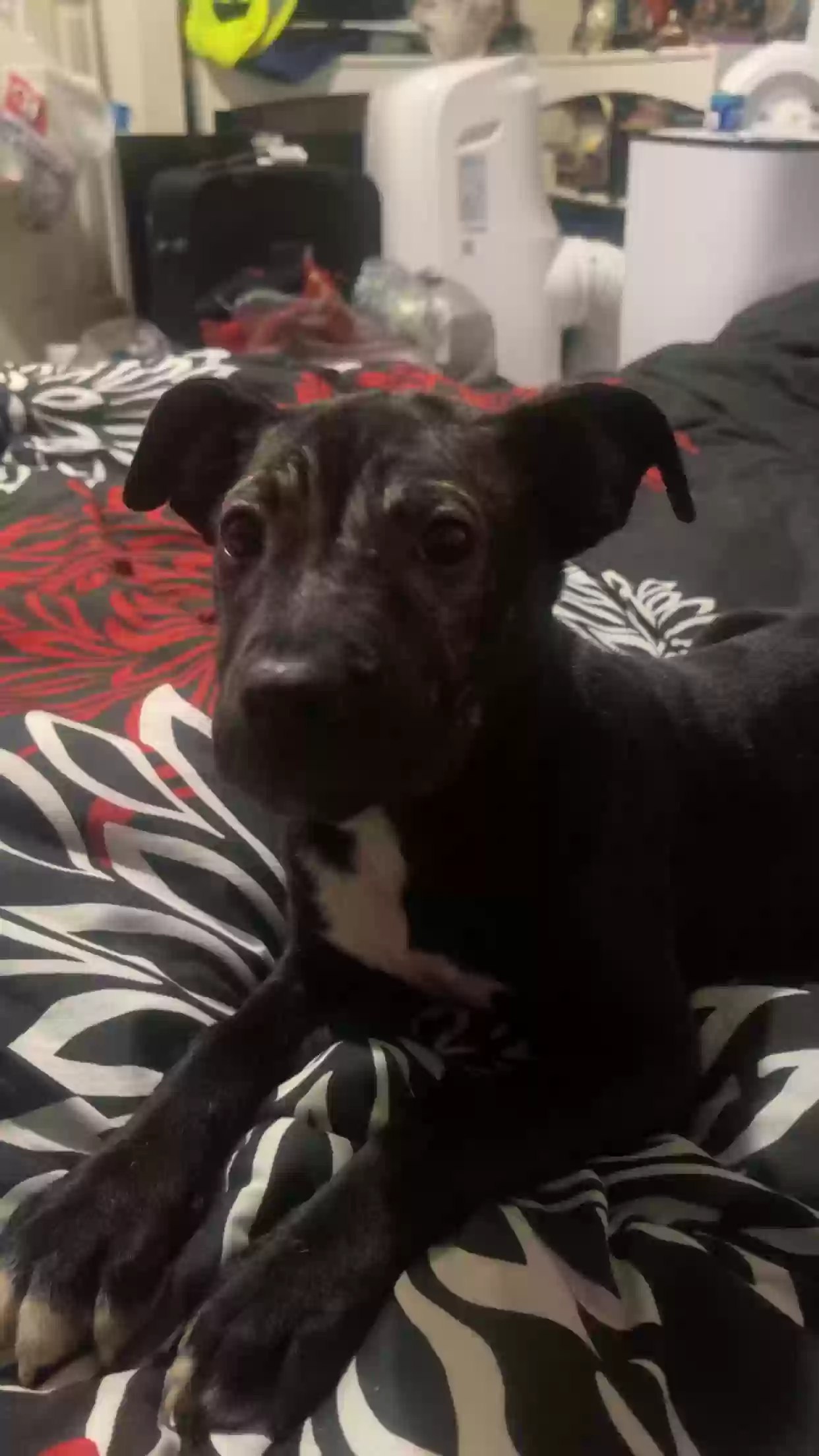 adoptable Dog in Springtown,TX named Nola