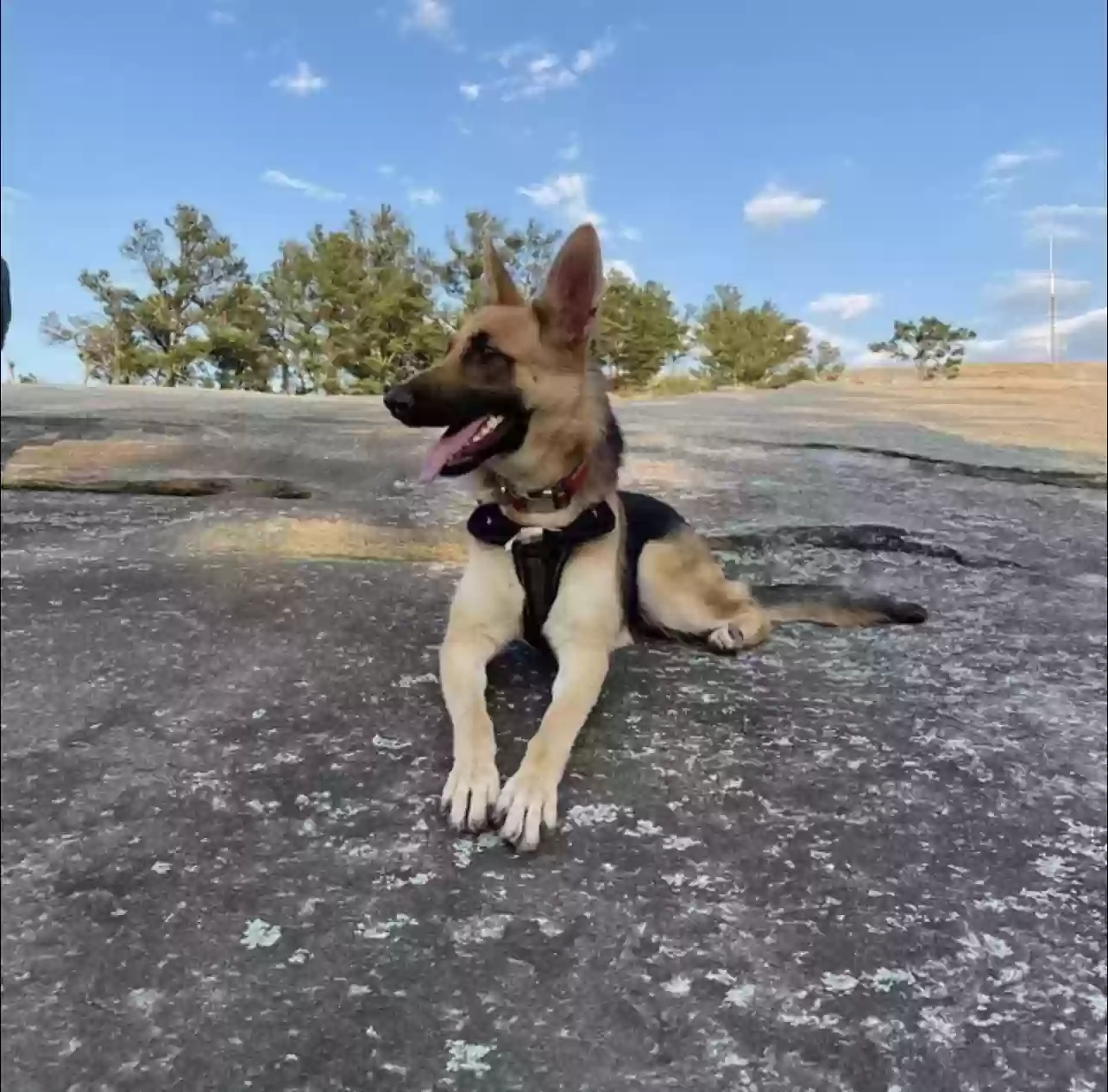 adoptable Dog in Stone Mountain,GA named Fiona