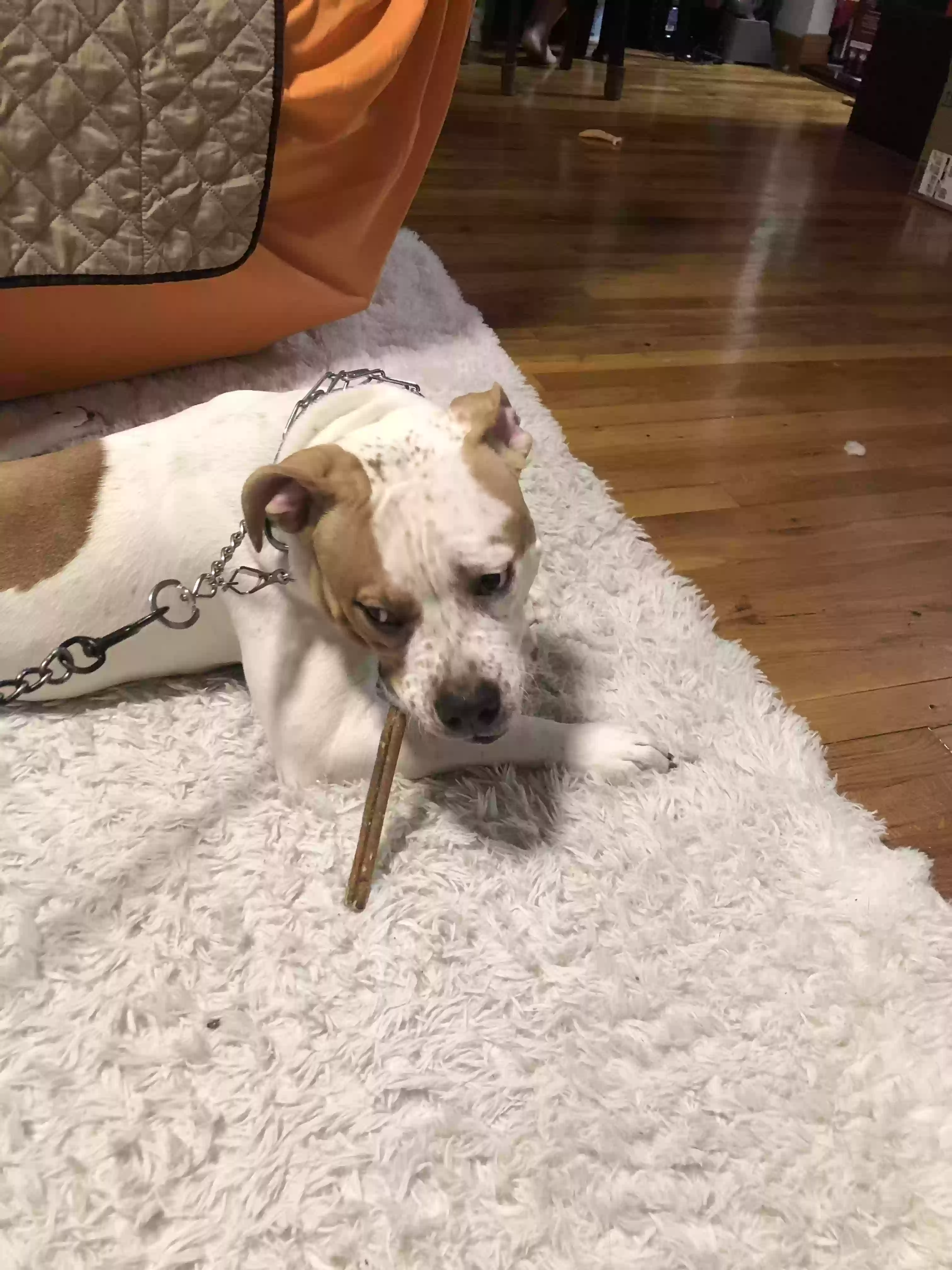 adoptable Dog in Corona,NY named Nikey