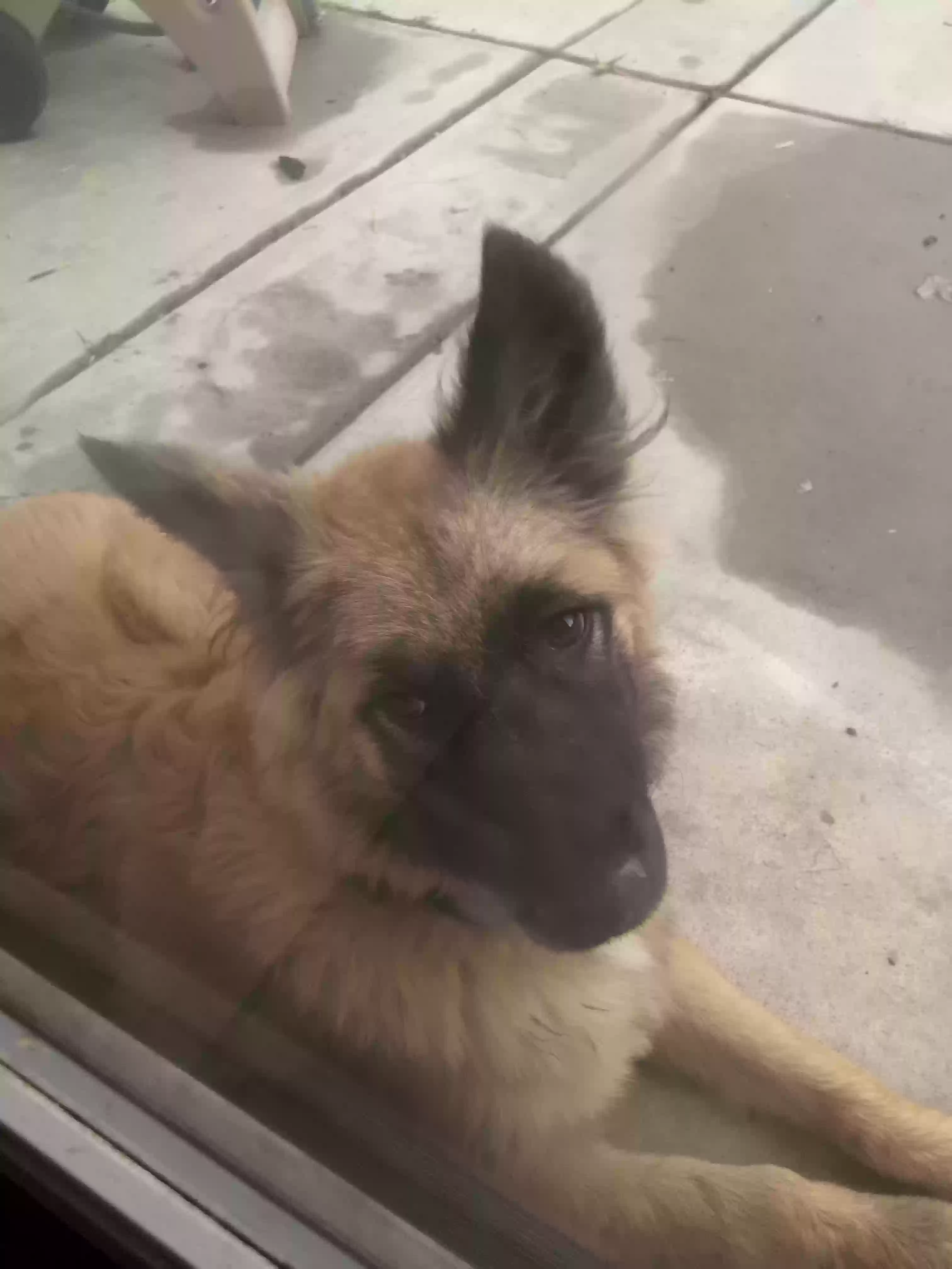 adoptable Dog in San Jacinto,CA named Zydro