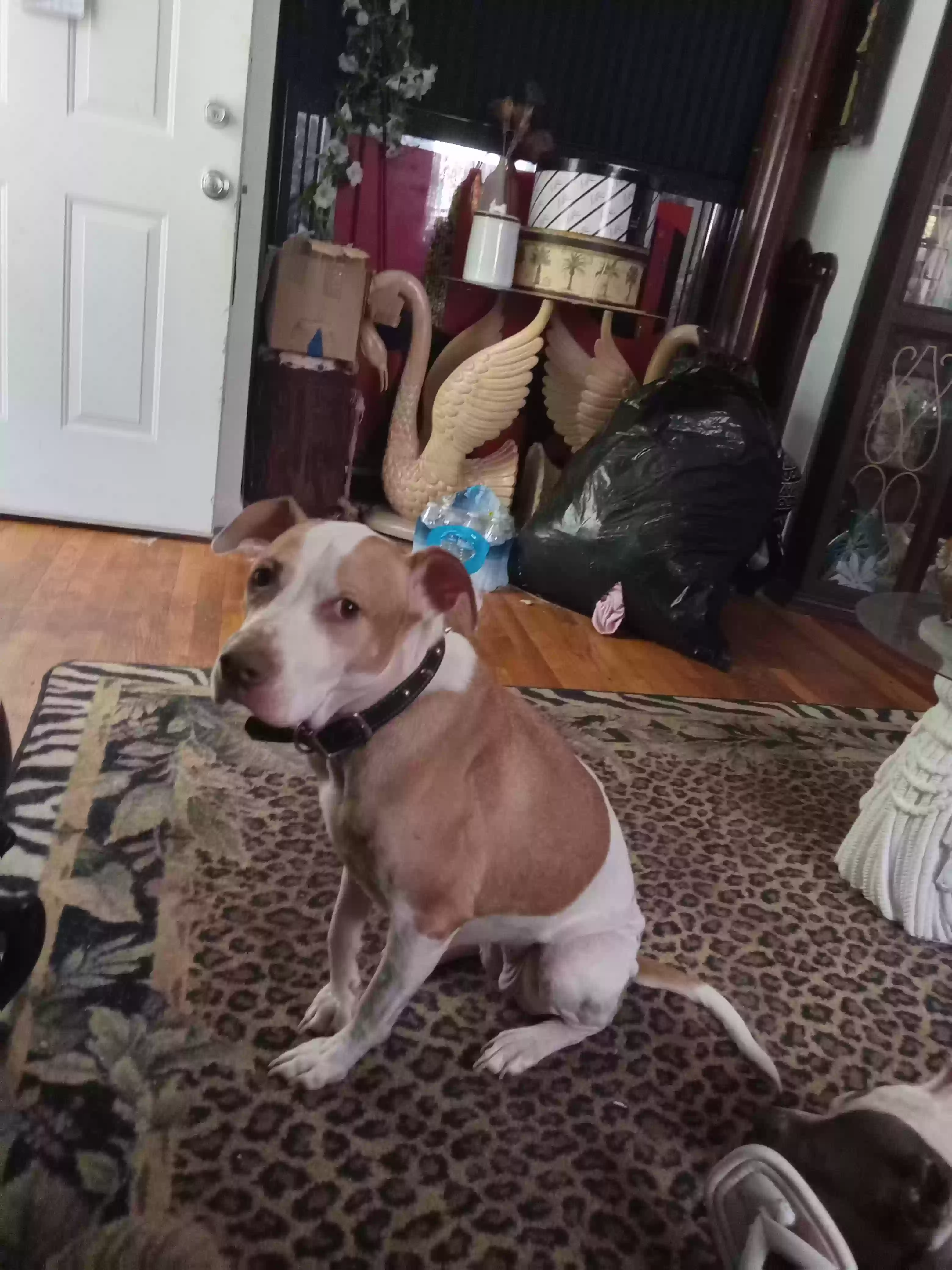 adoptable Dog in Augusta,GA named Anola and janobi