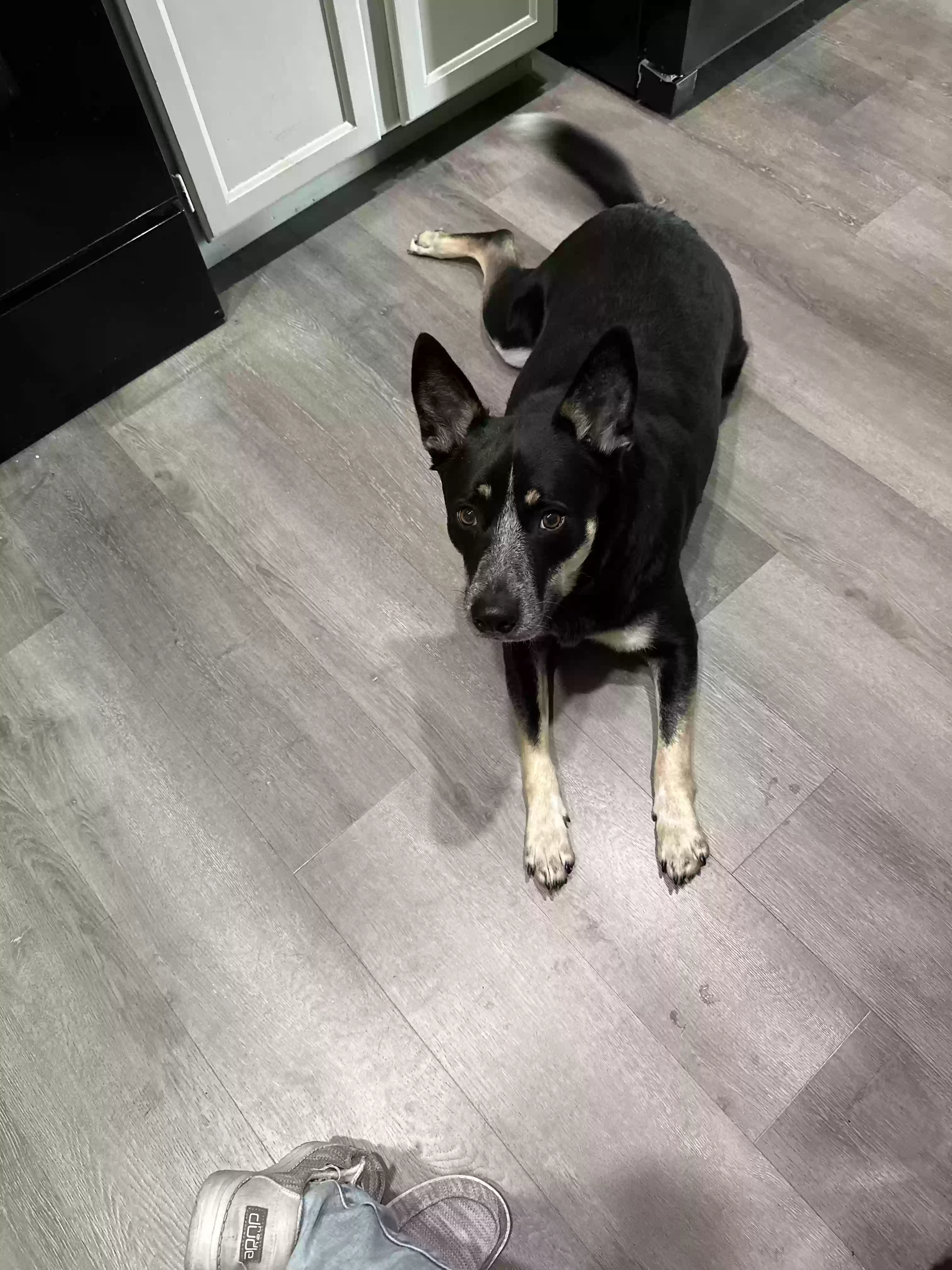 adoptable Dog in Glendale,AZ named Milo