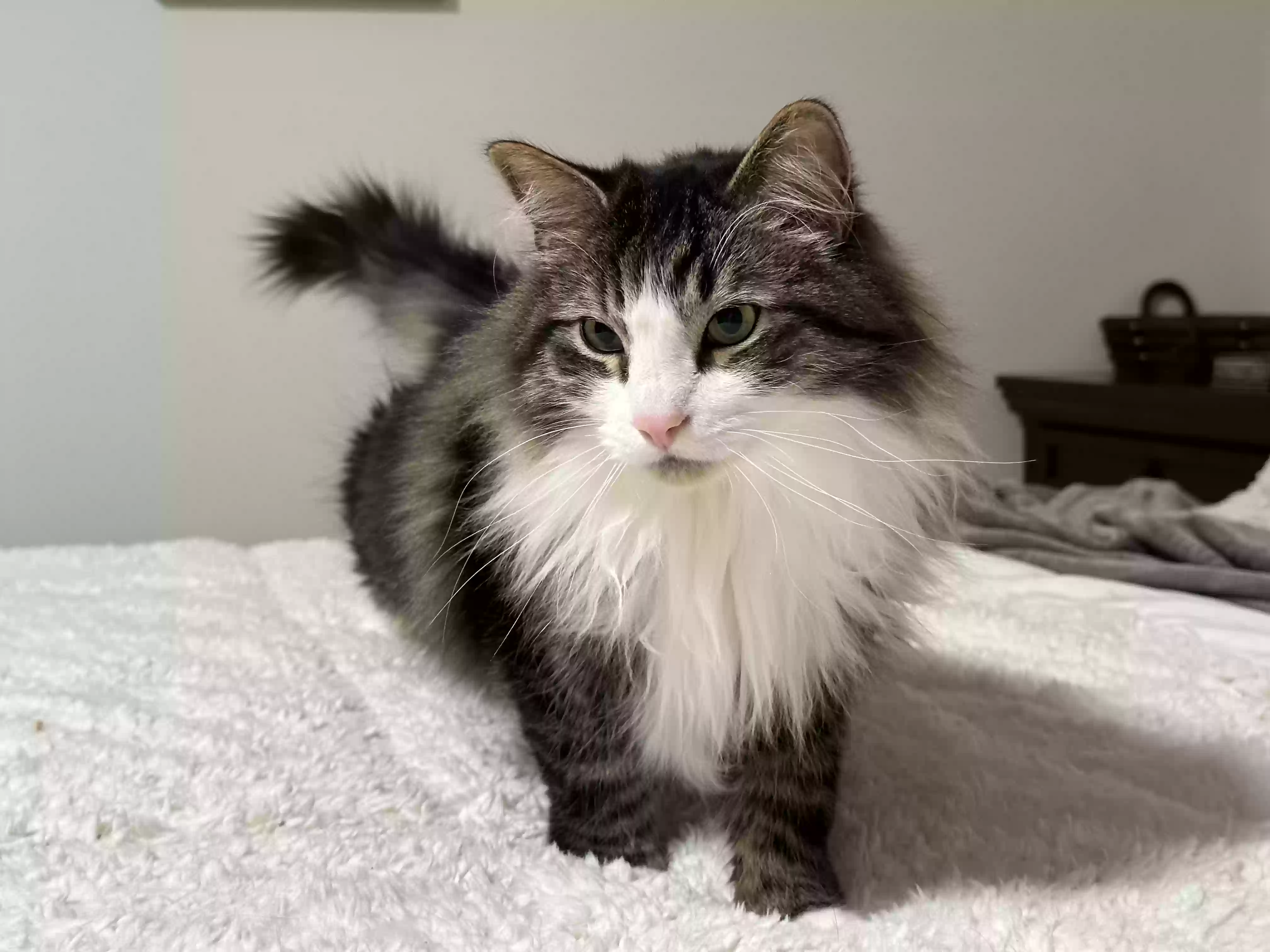 adoptable Cat in Lawrenceburg,KY named Jerry