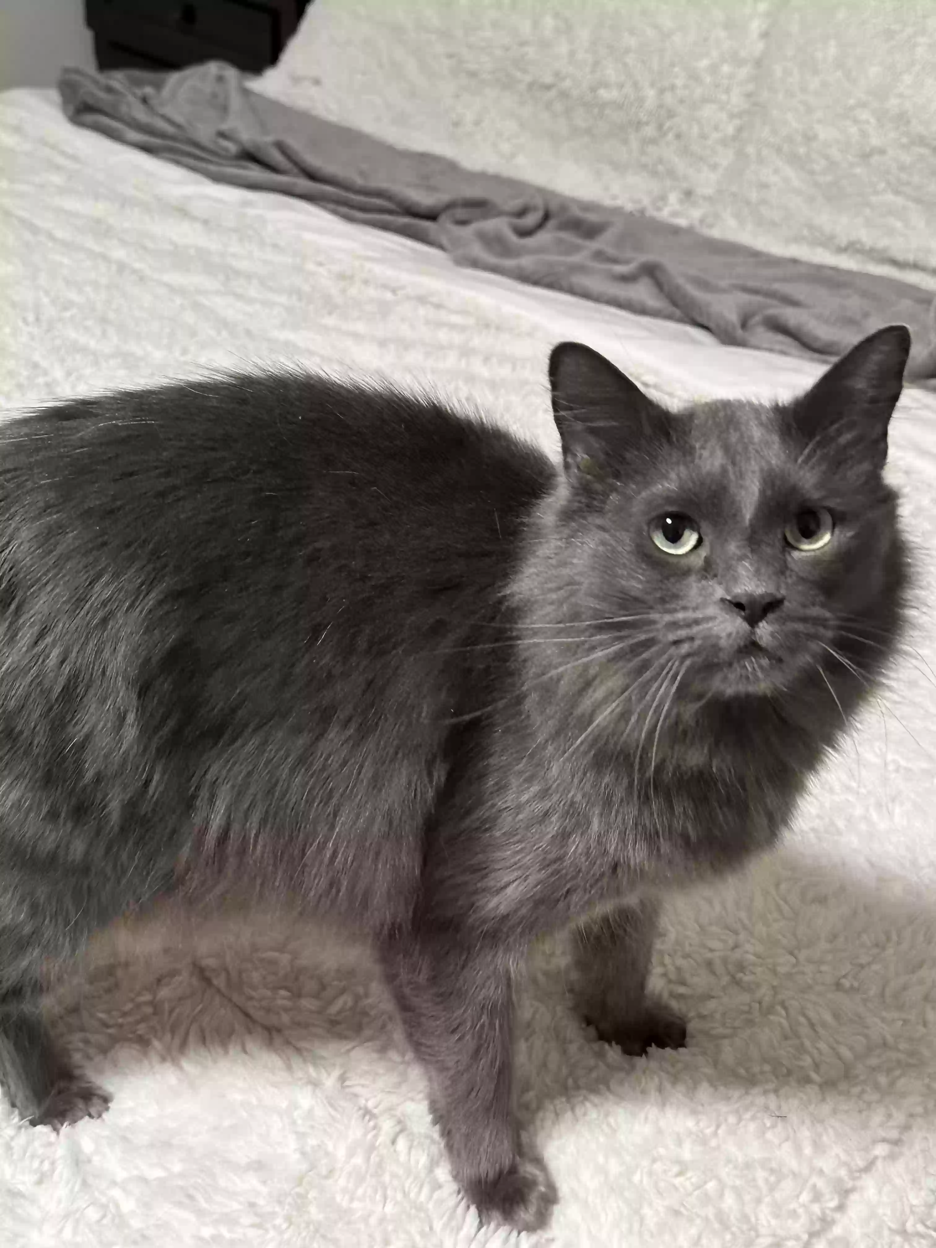 adoptable Cat in Lawrenceburg,KY named Louie