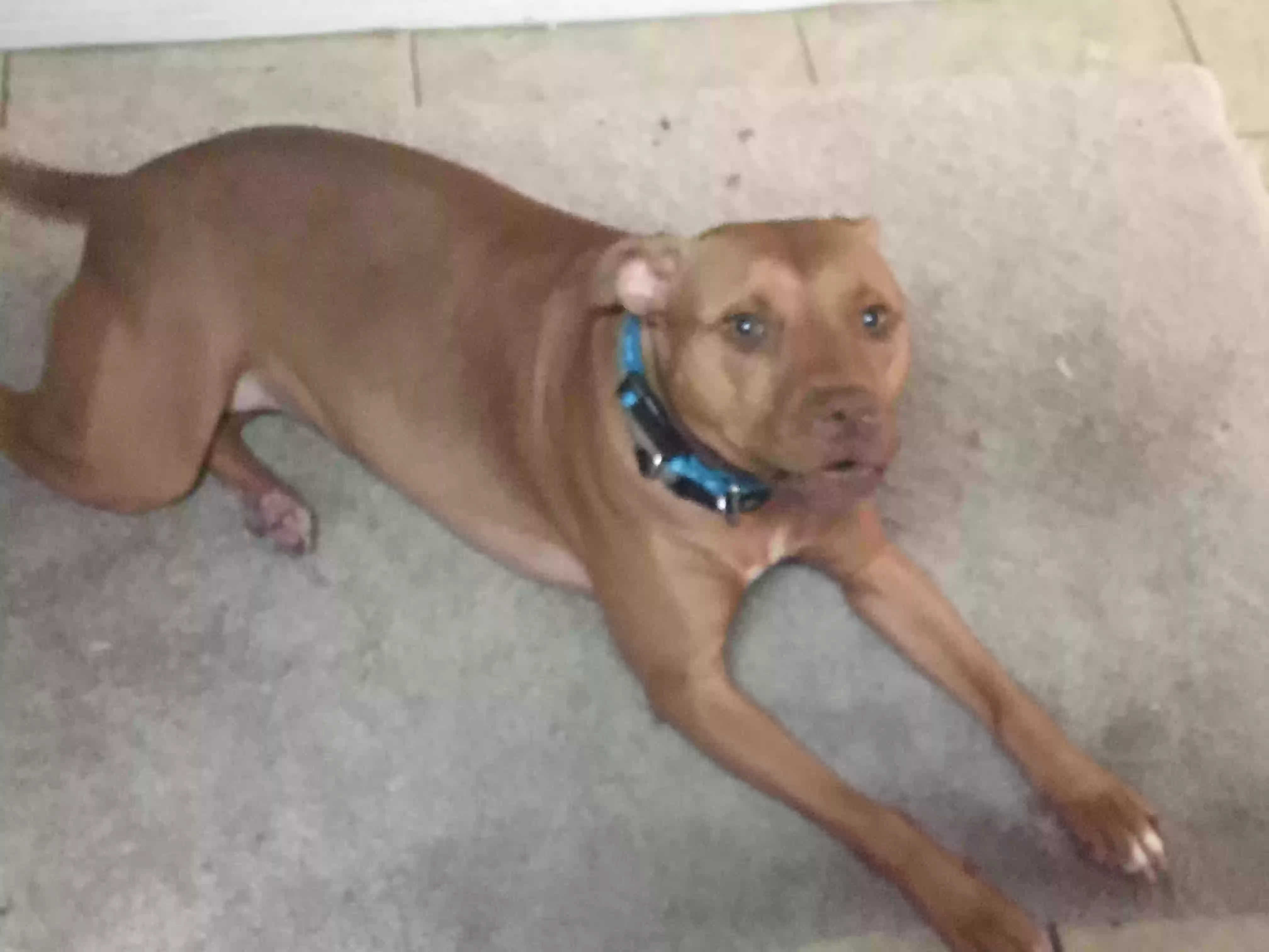 adoptable Dog in Port Orange,FL named Daisy