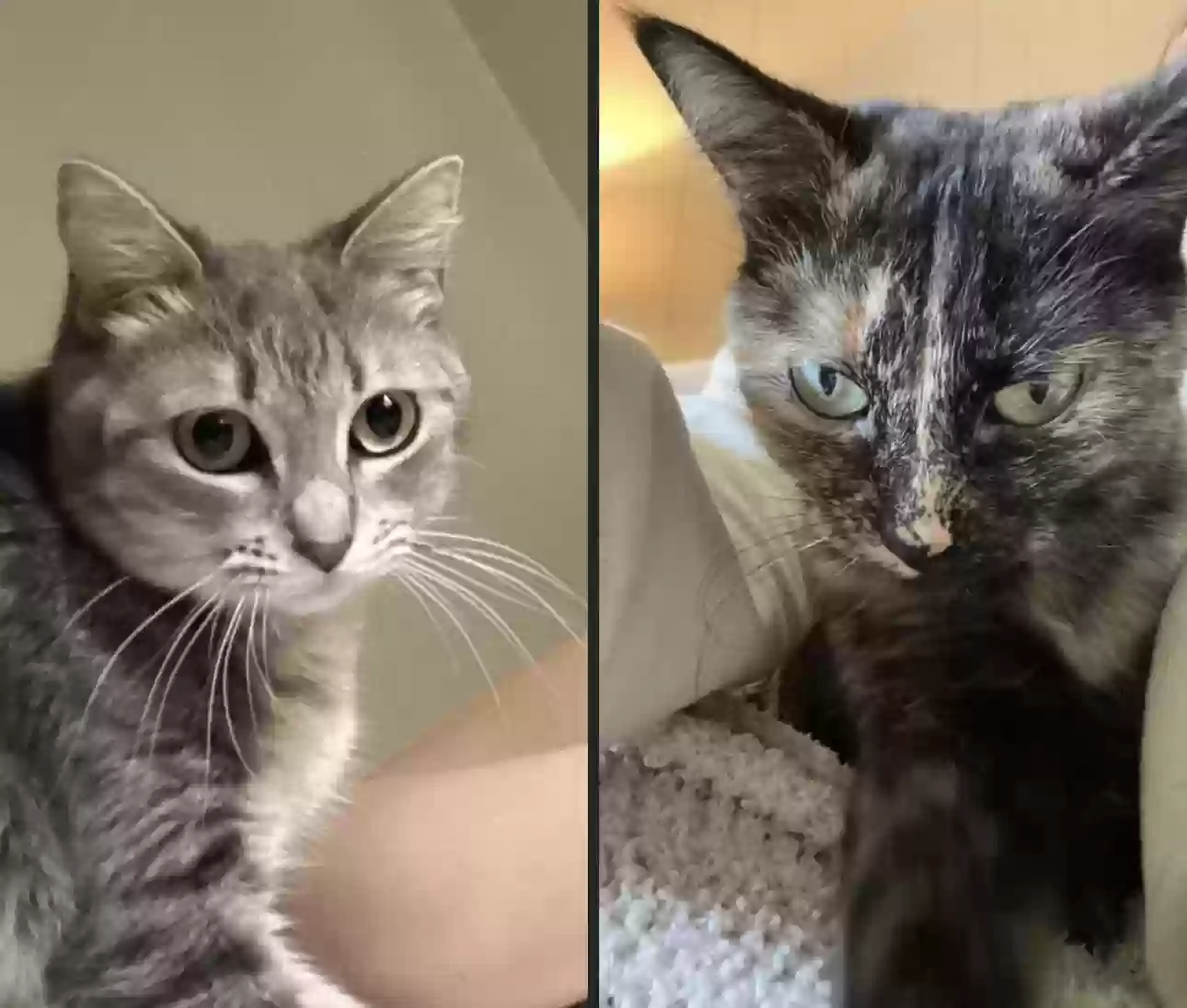 adoptable Cat in Pineville,LA named Sage and Remington (Remi)