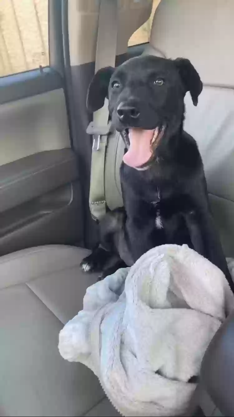 adoptable Dog in Irving,TX named Wesley Hunter