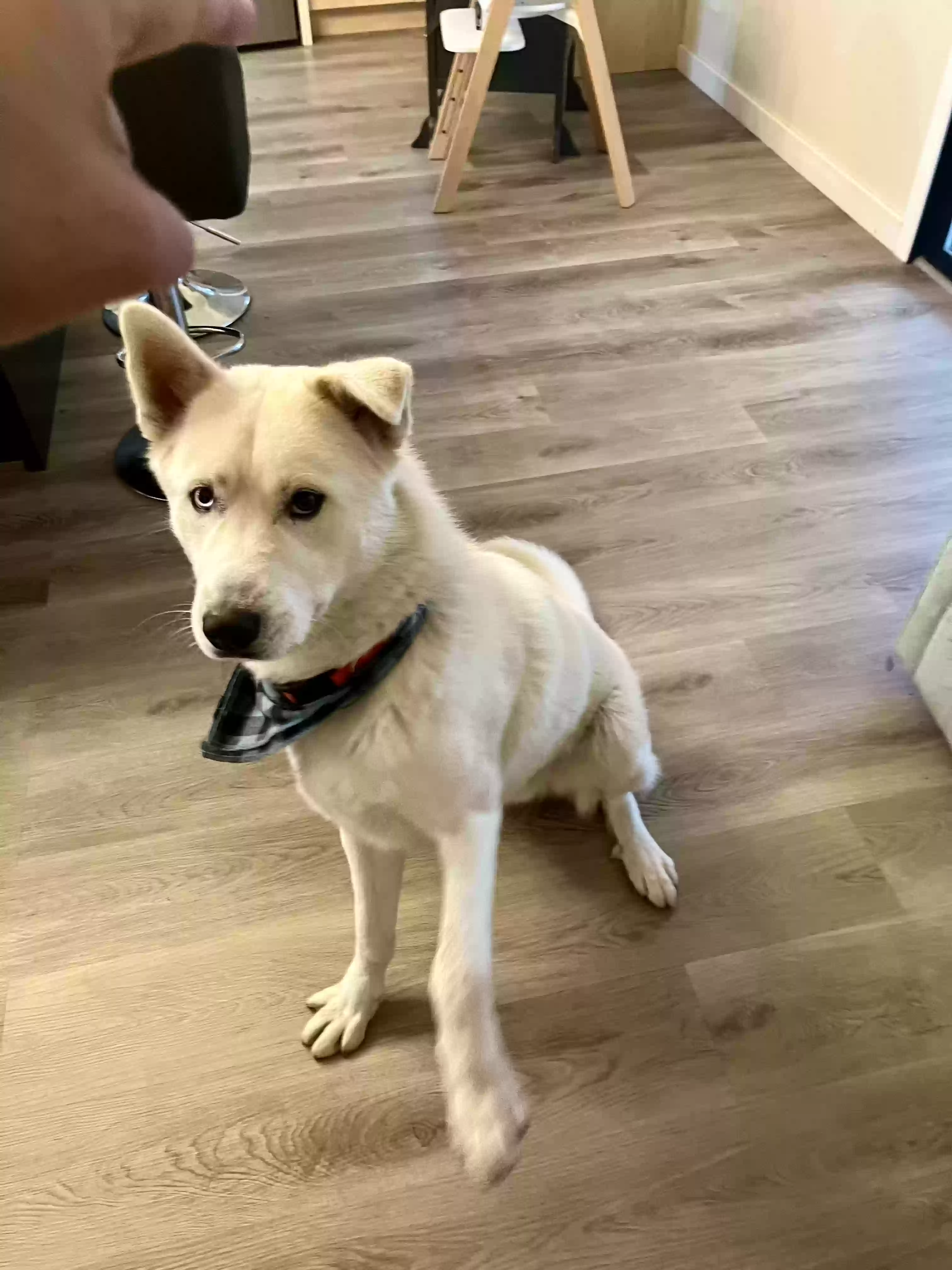 adoptable Dog in Pleasanton,CA named Chico