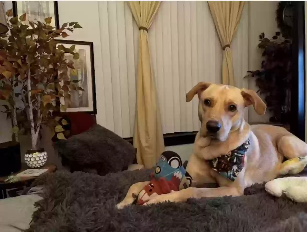 adoptable Dog in Irving,TX named Pup Sir Duke
