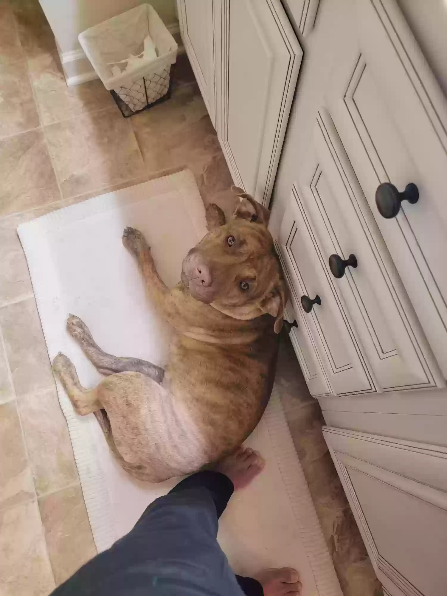 adoptable Dog in Loganville,GA named Chloe