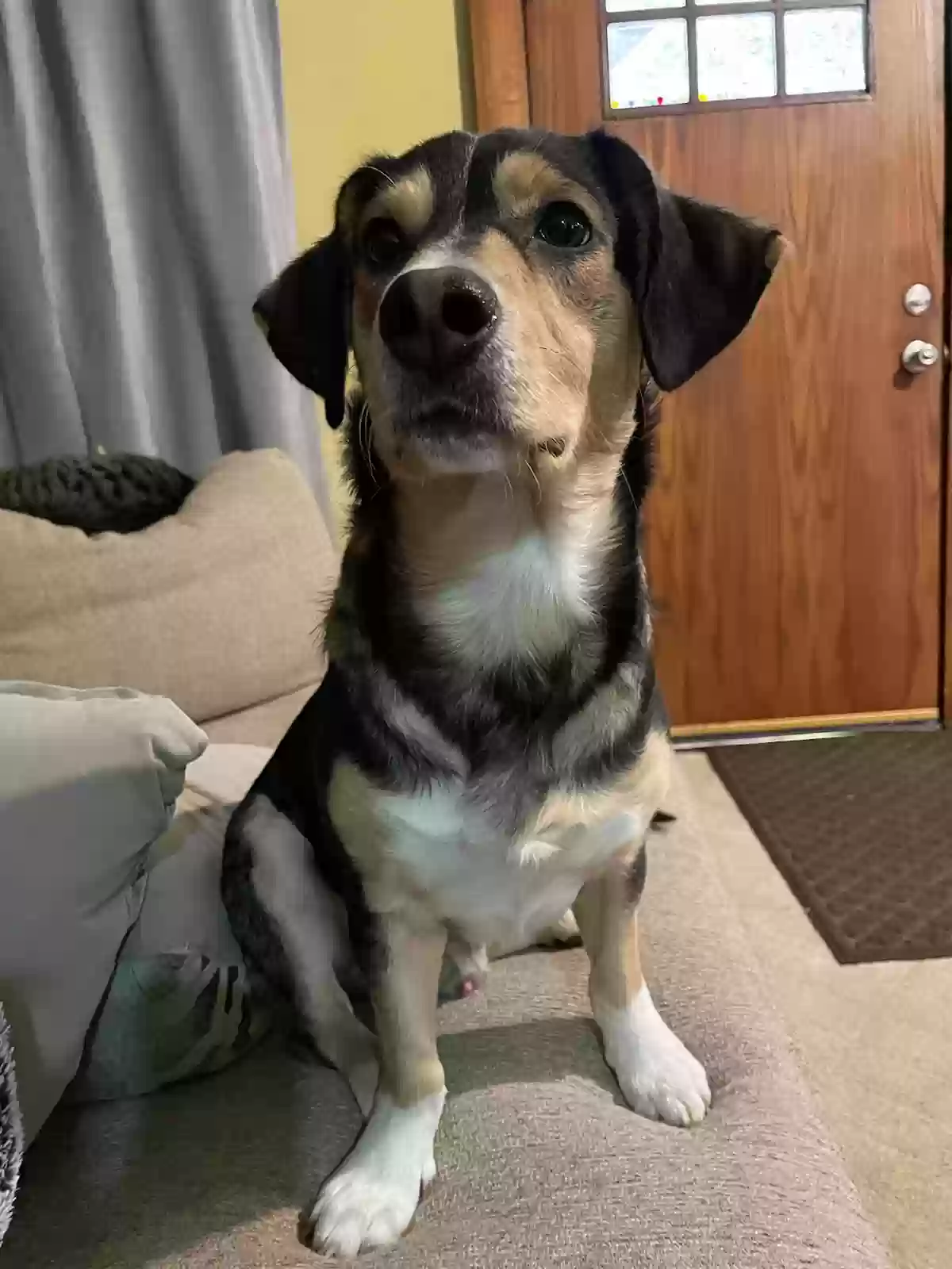 adoptable Dog in Newton,KS named Oakley