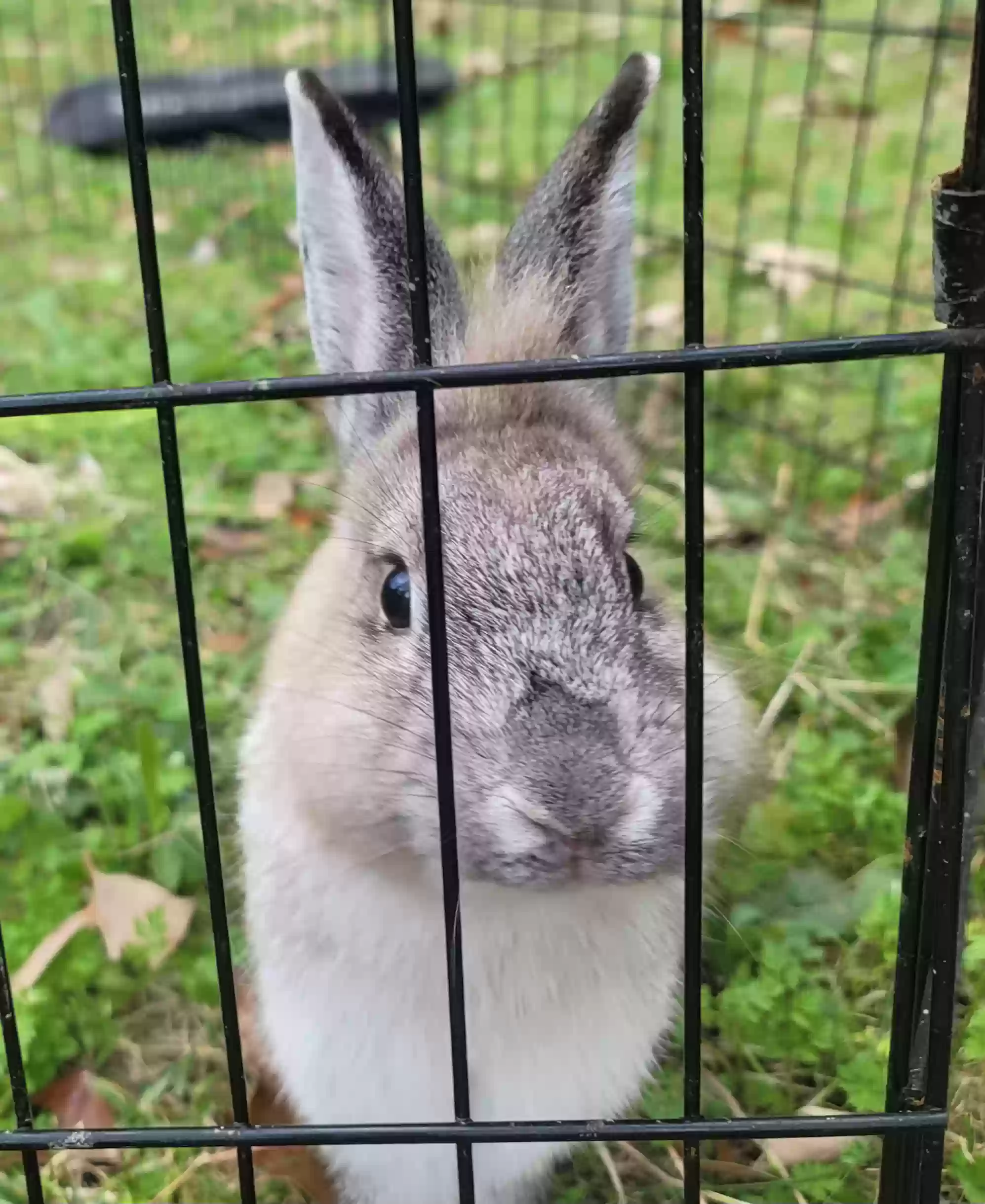adoptable  in Conroe,TX named Rabbity