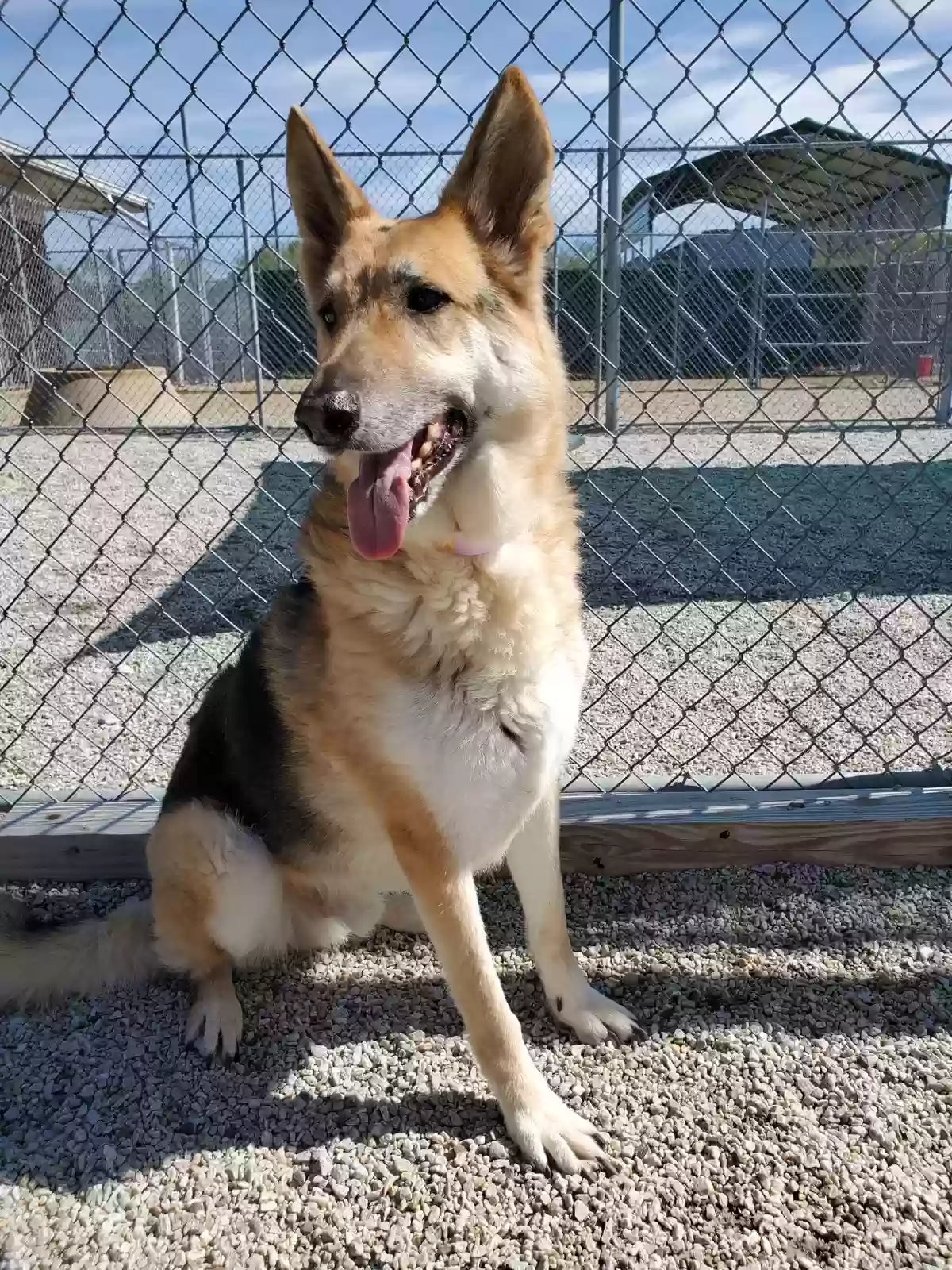 adoptable Dog in Winder,GA named Ranger