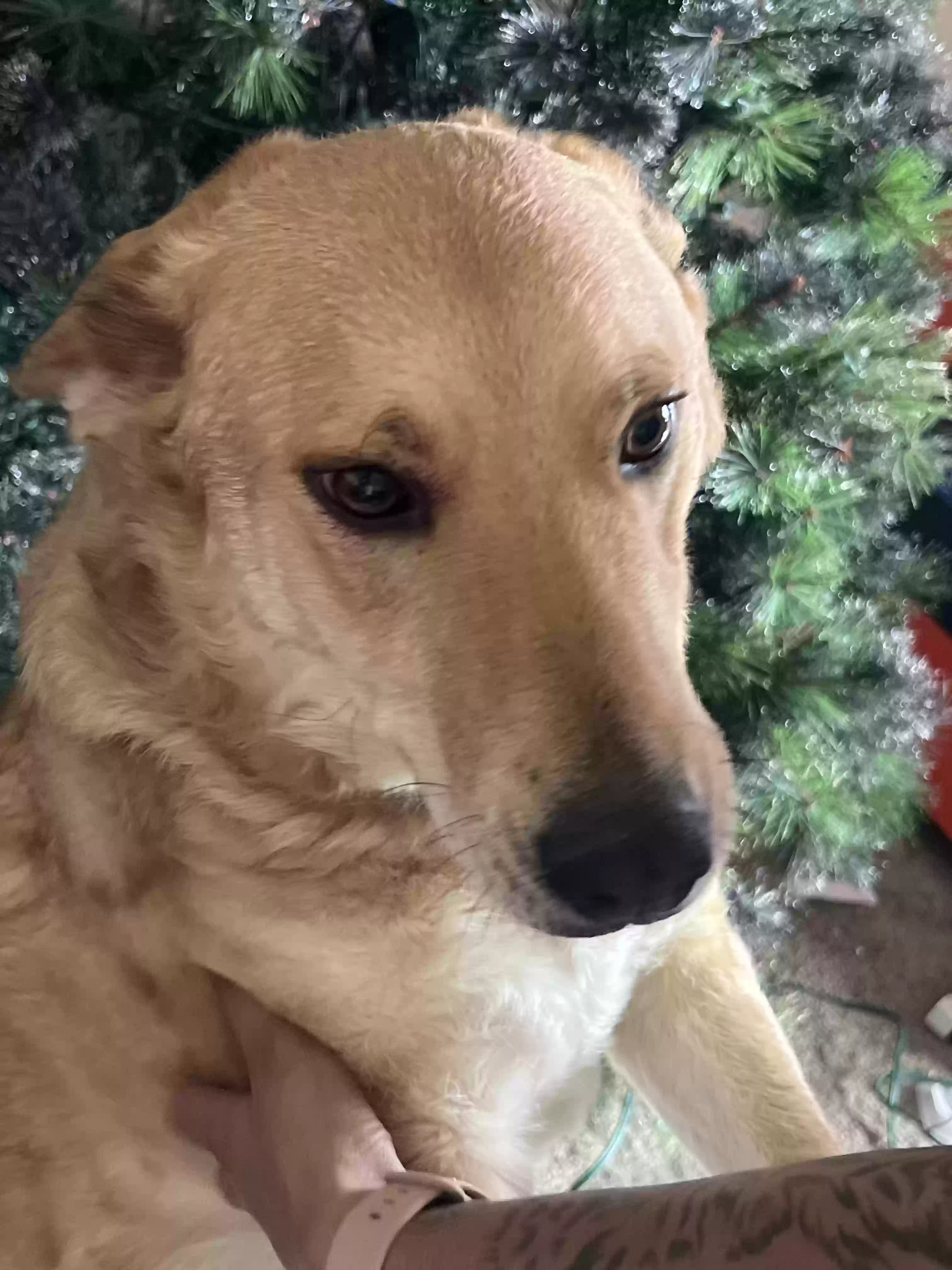 adoptable Dog in Alexandria,VA named Nala
