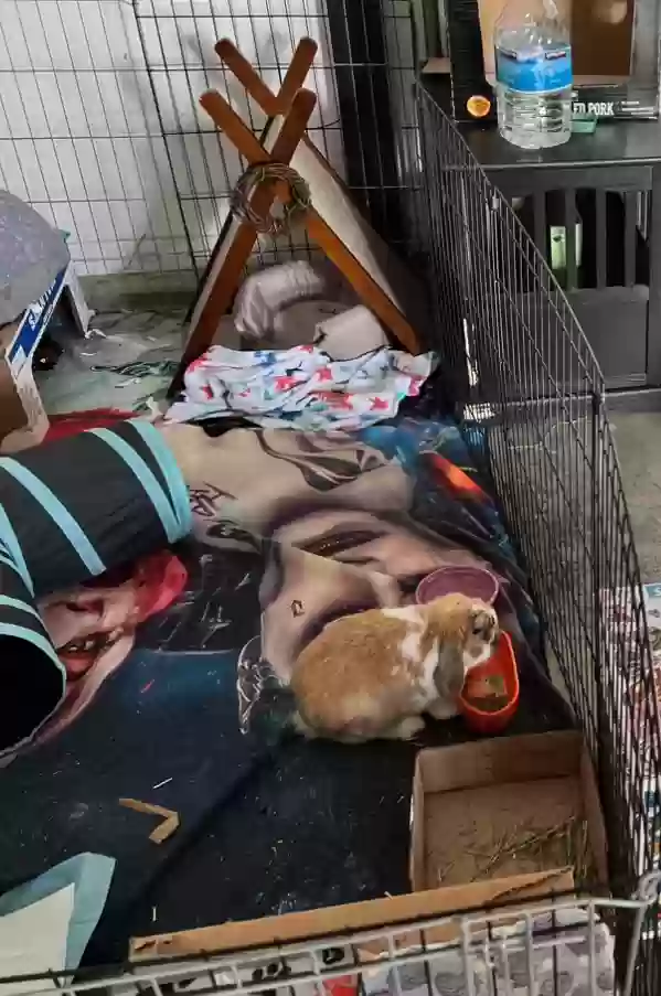 adoptable in San Juan Capistrano,CA named Peter