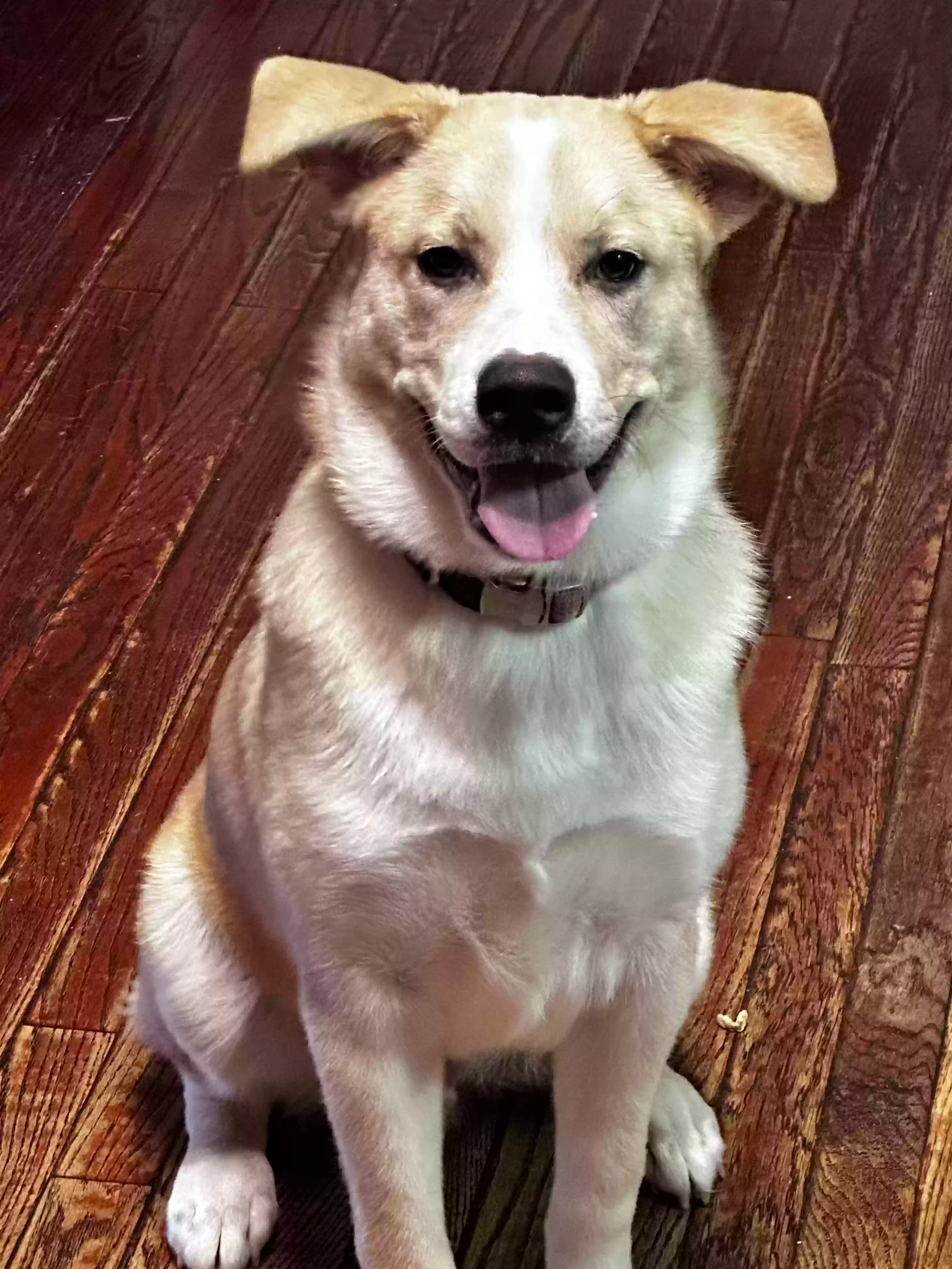 adoptable Dog in Hayden,AL named Ralph