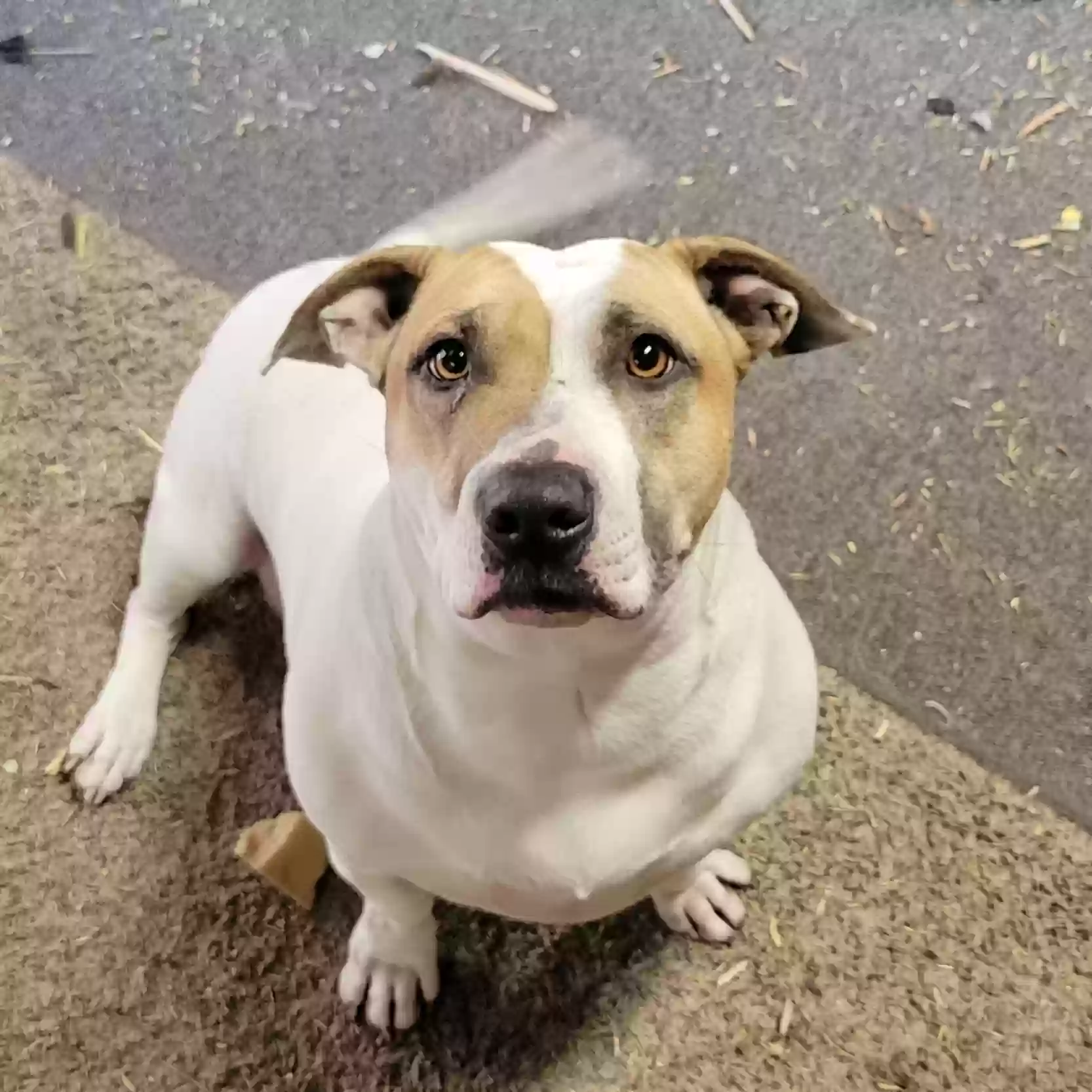adoptable Dog in Sylmar,CA named Rocky