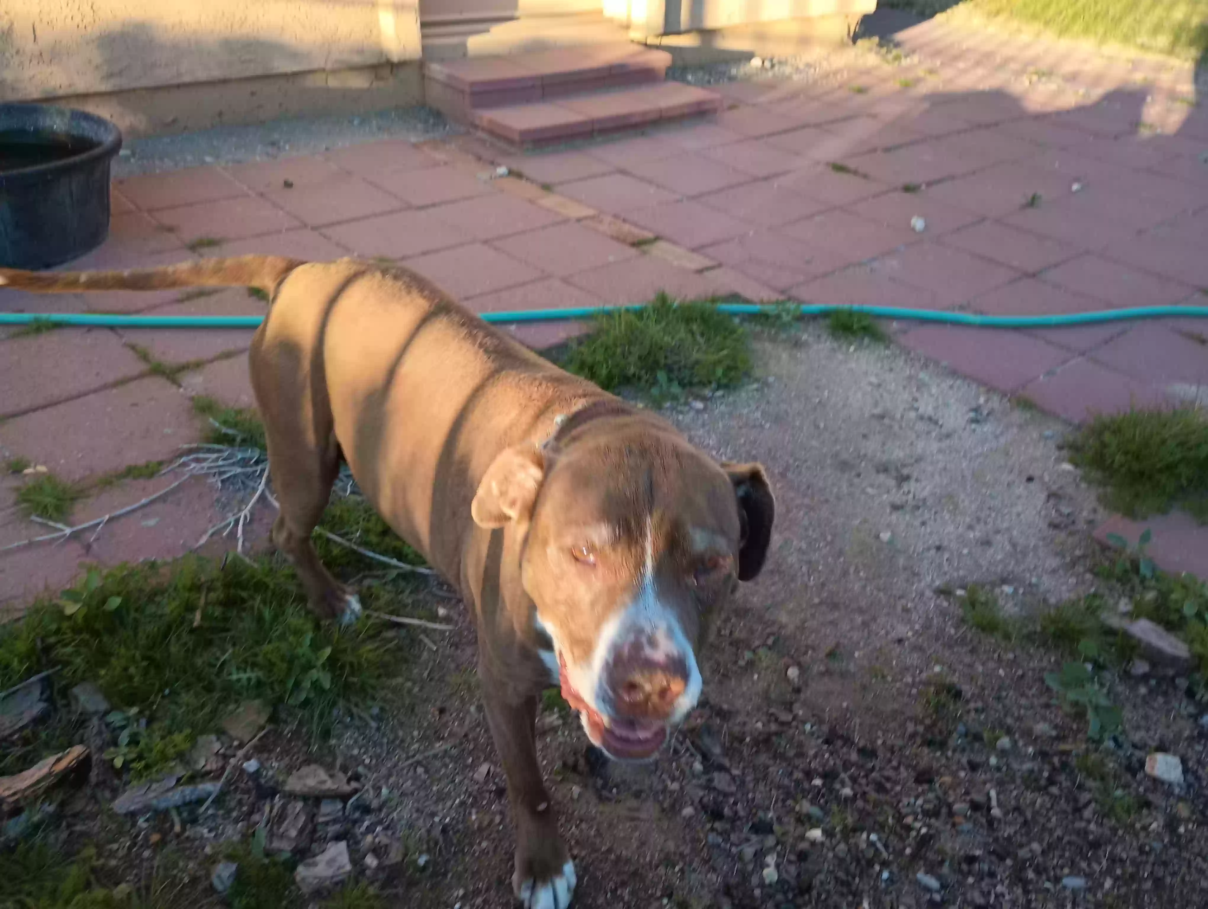 adoptable Dog in Buckeye,AZ named Ginger Ann