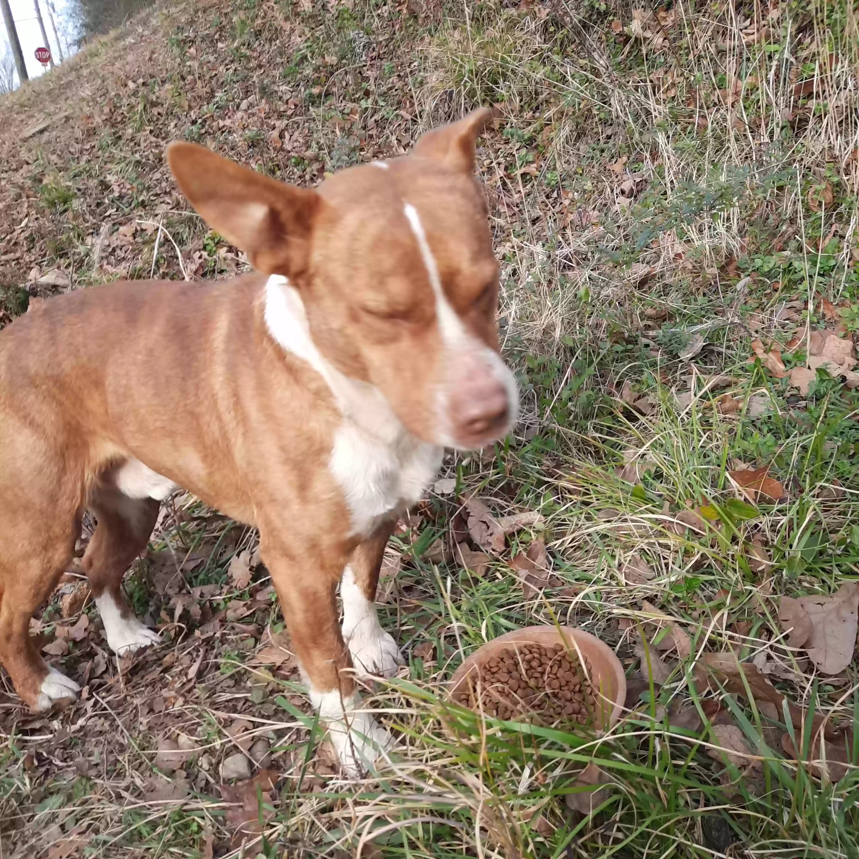adoptable Dog in Anniston,AL named Red