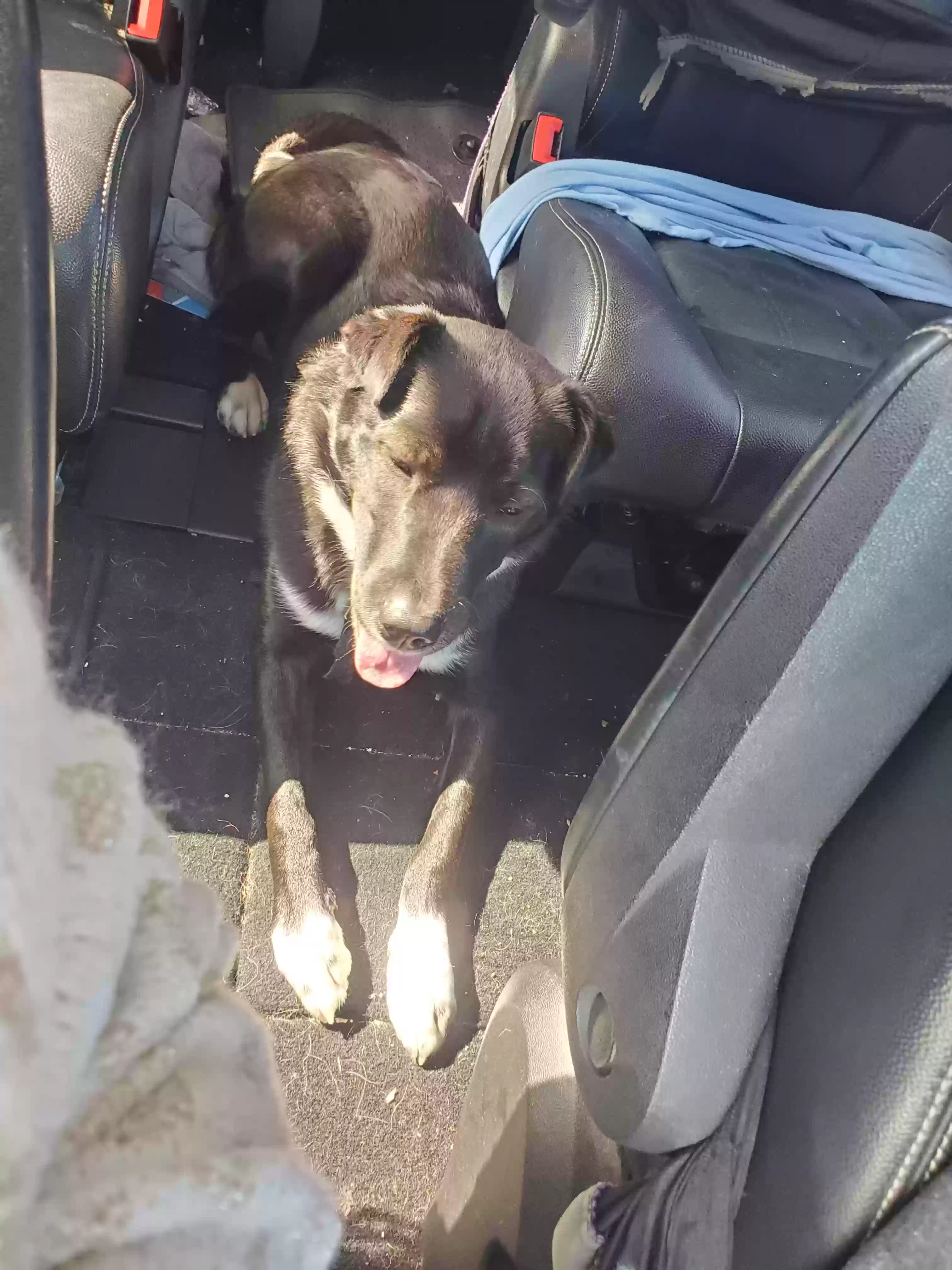 adoptable Dog in Prescott Valley,AZ named Cinder