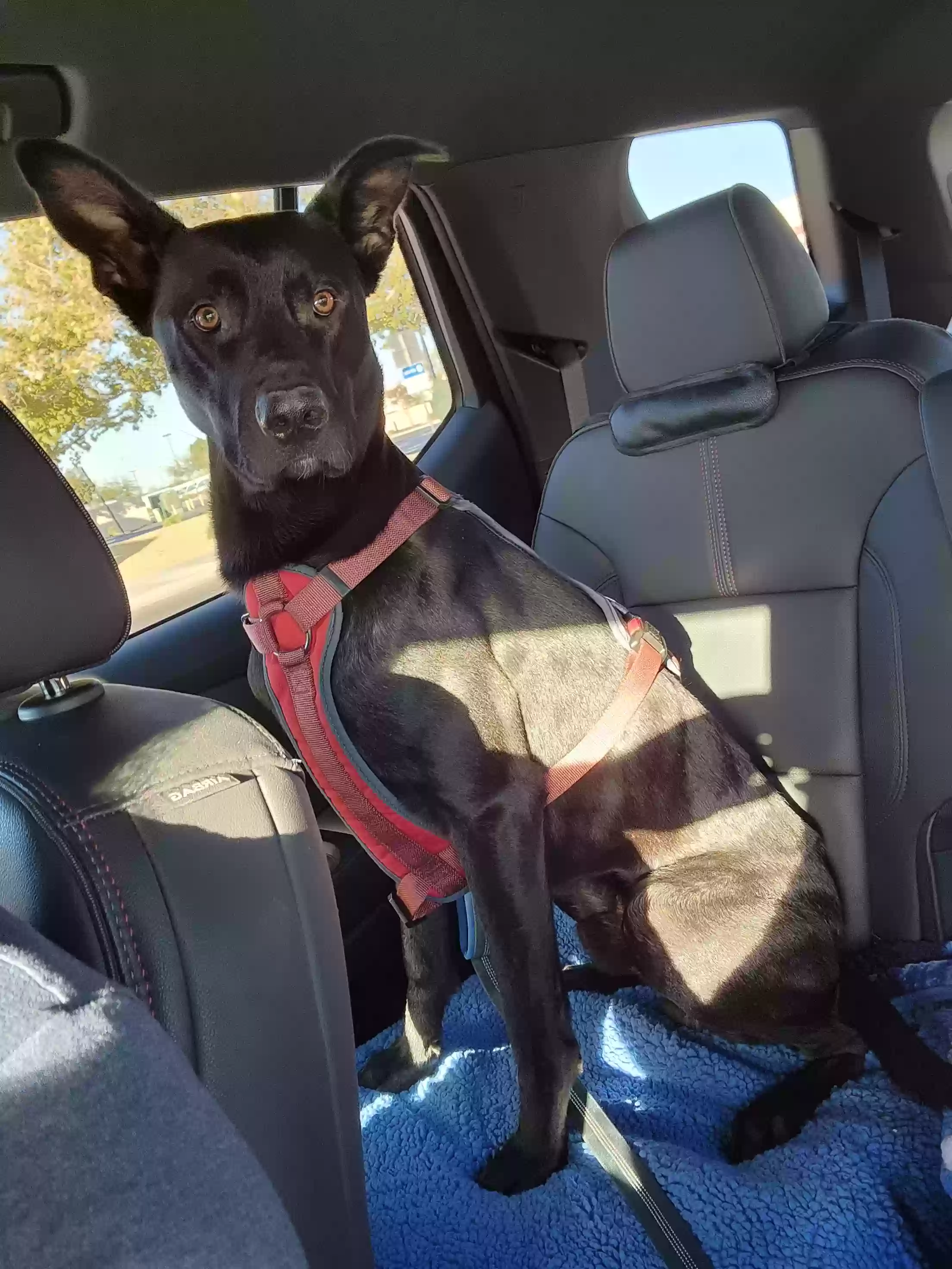 adoptable Dog in San Bernardino,CA named Chester