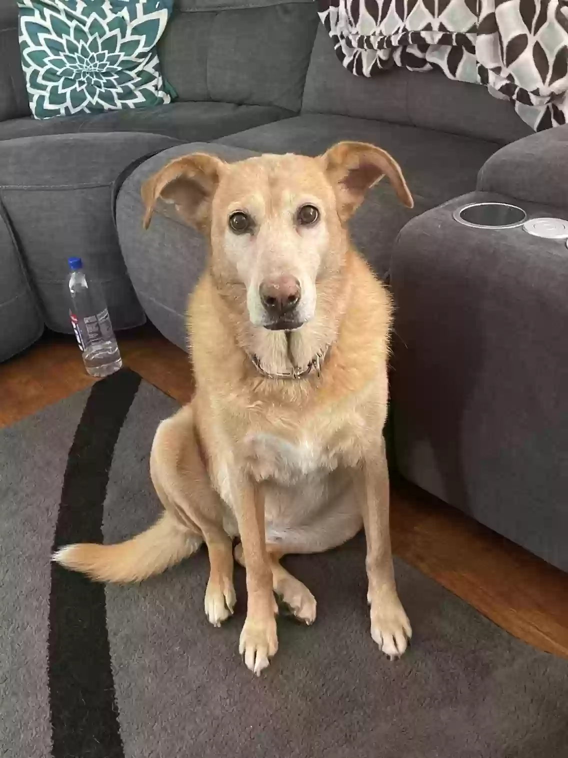 adoptable Dog in Ringgold,GA named Marlie
