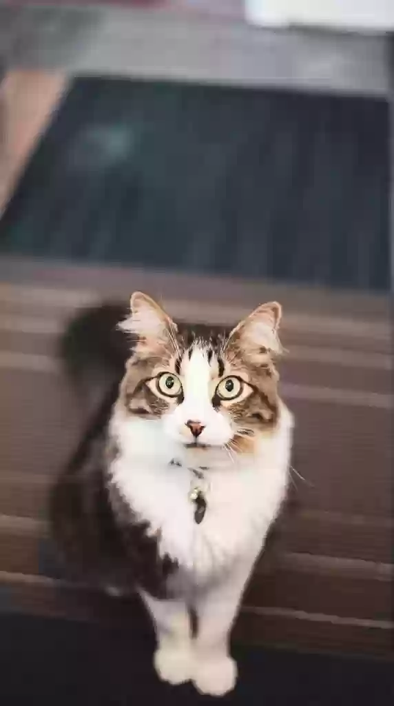 adoptable Cat in Houston,TX named Skittles
