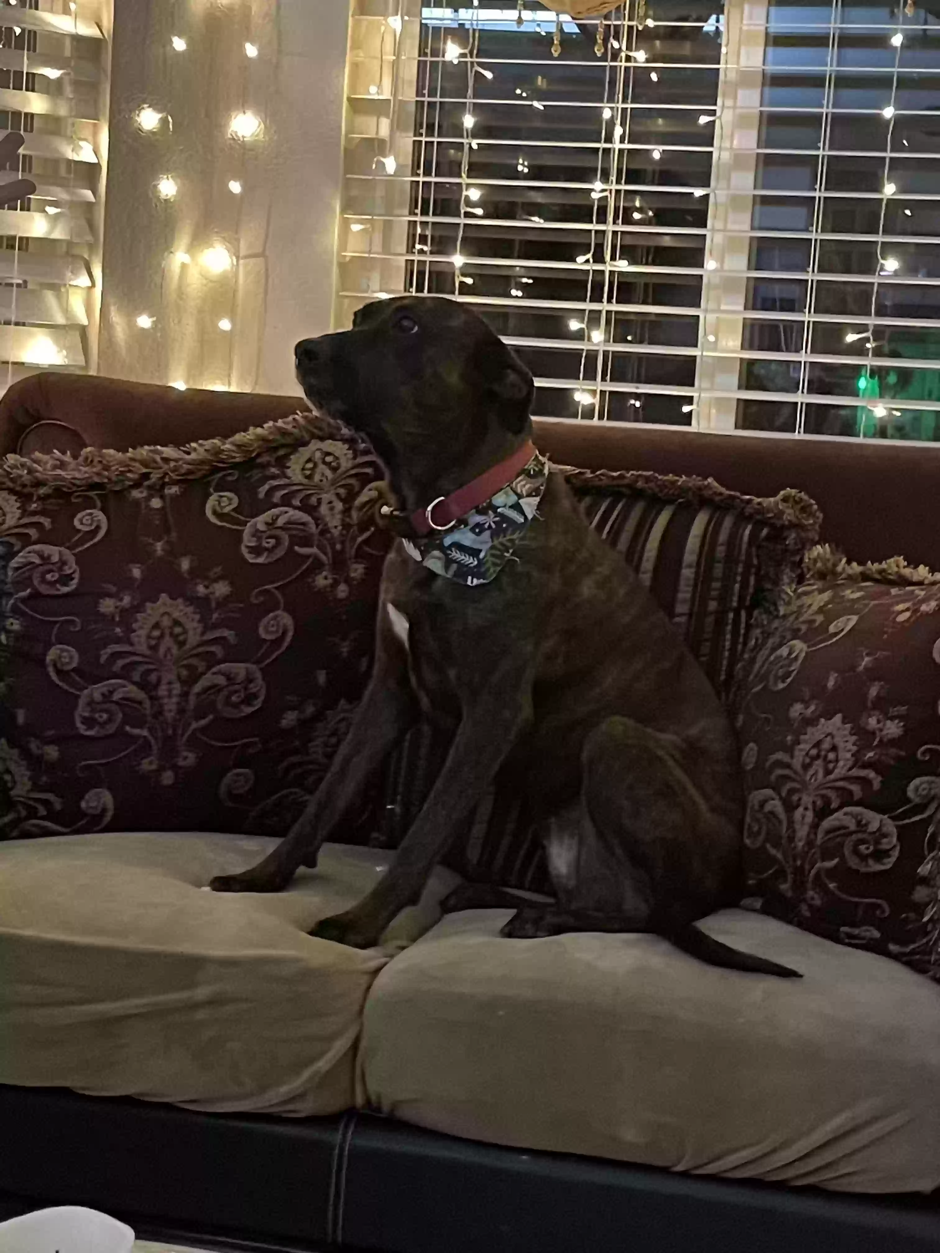 adoptable Dog in Fontana,CA named Zoey