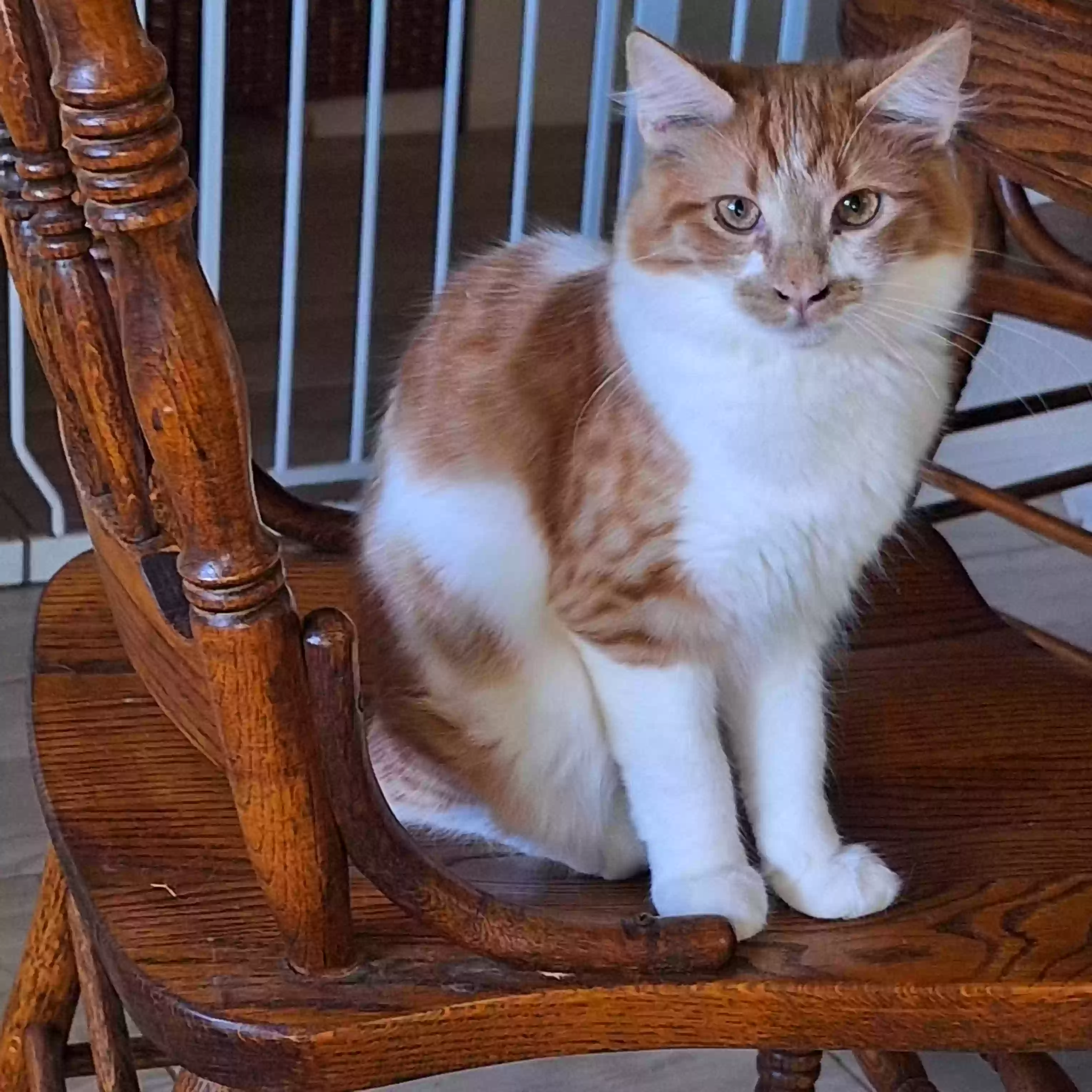 adoptable Cat in Sun City,CA named Copper