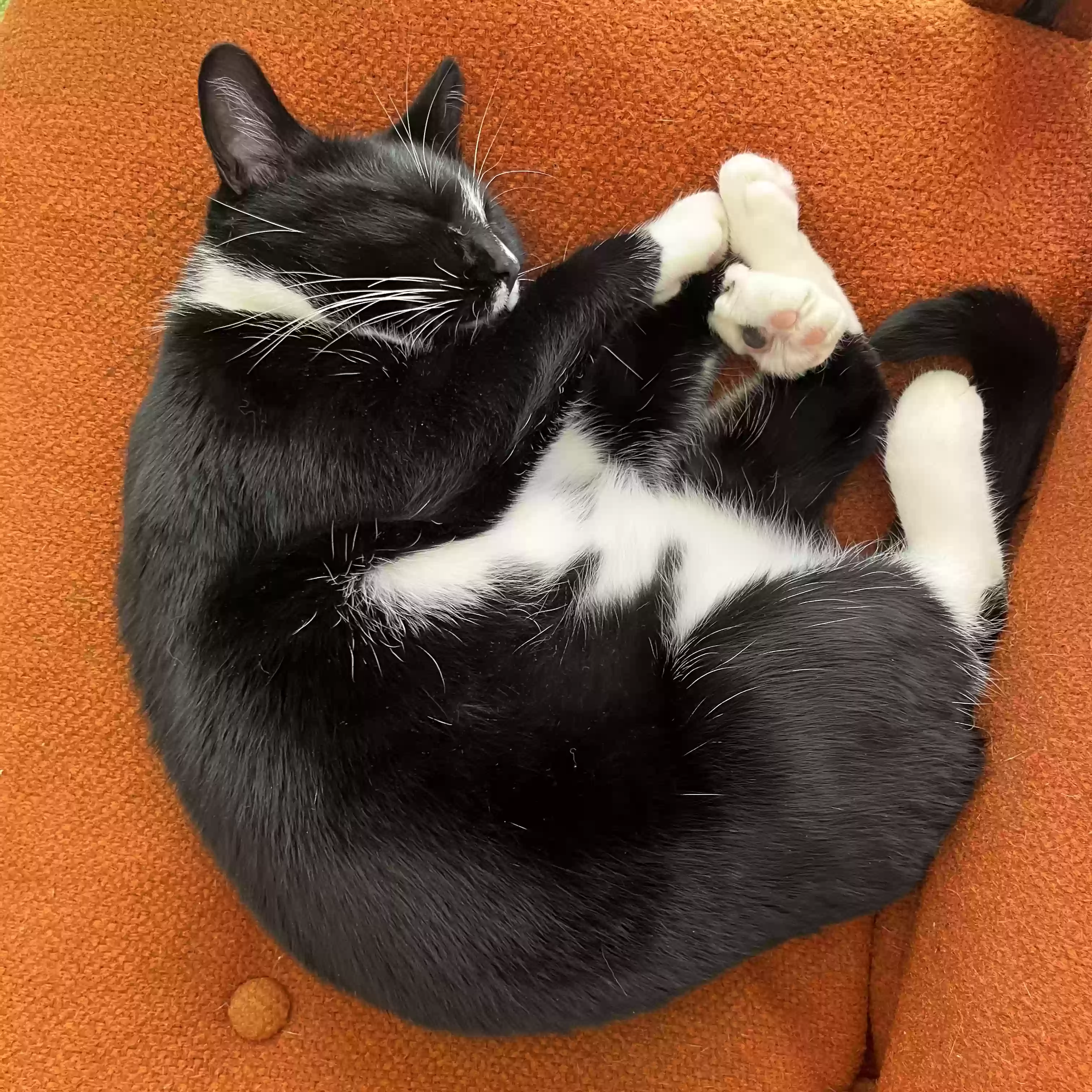 adoptable Cat in Salem,OR named Missy