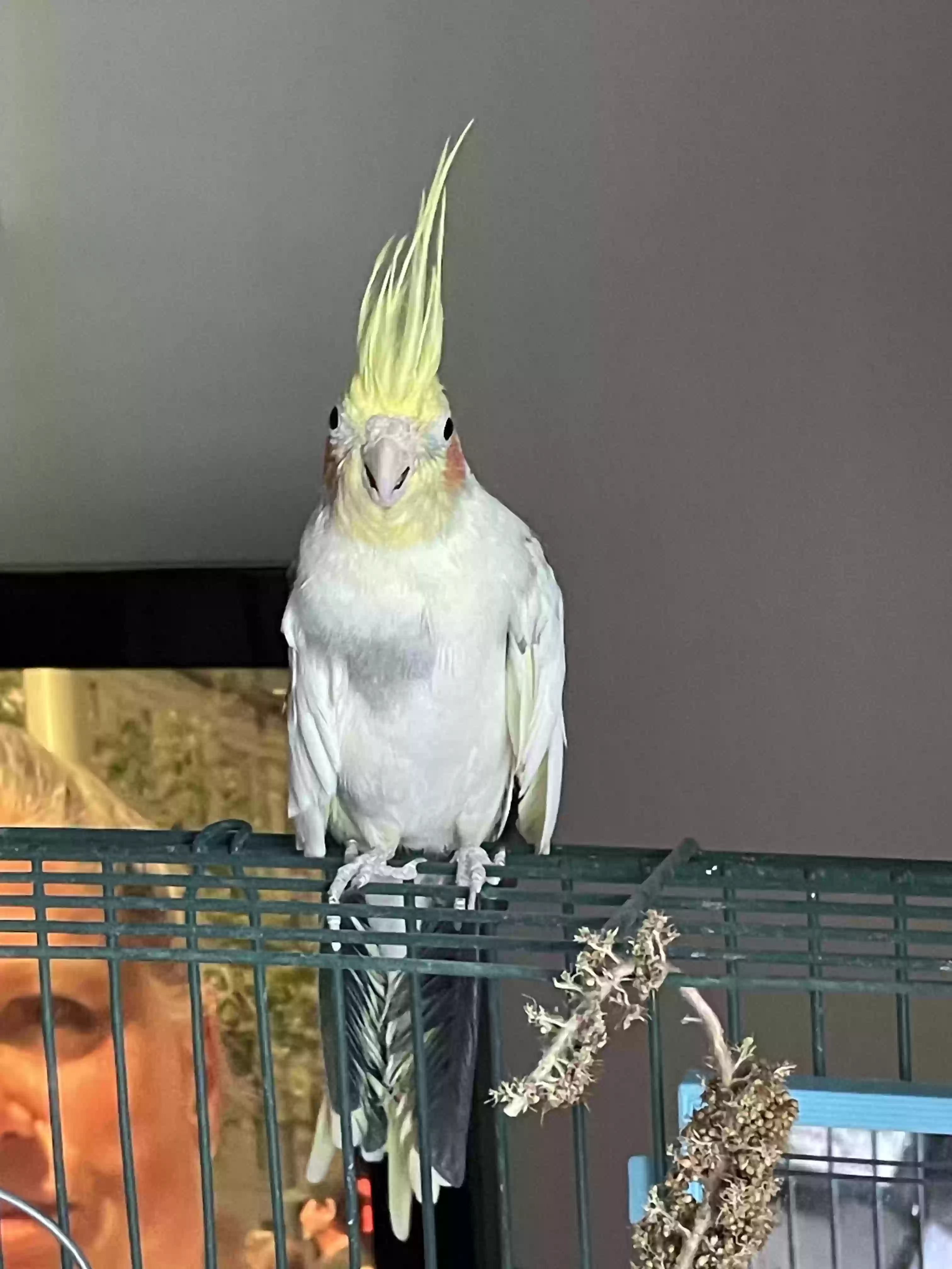 adoptable Bird in Greenacres,WA named Burt