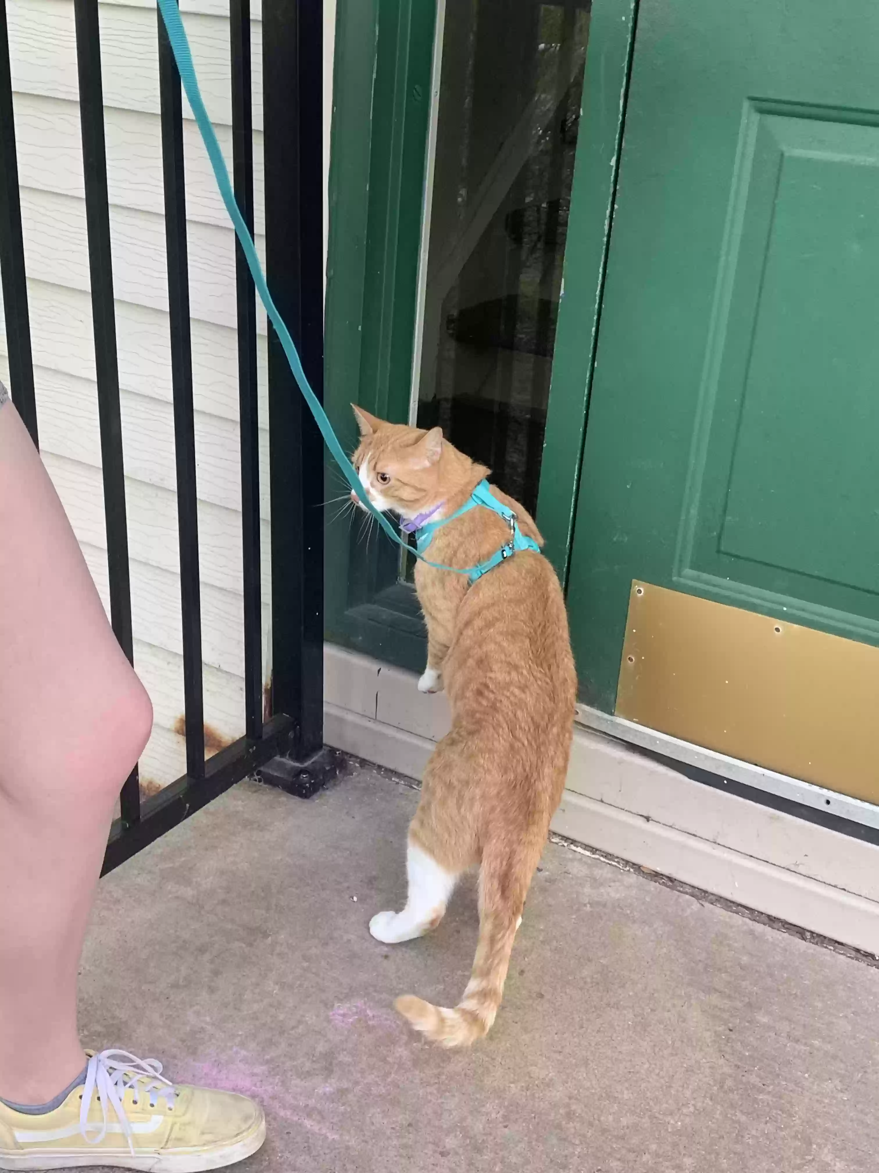 adoptable Cat in Elgin,IL named Ash