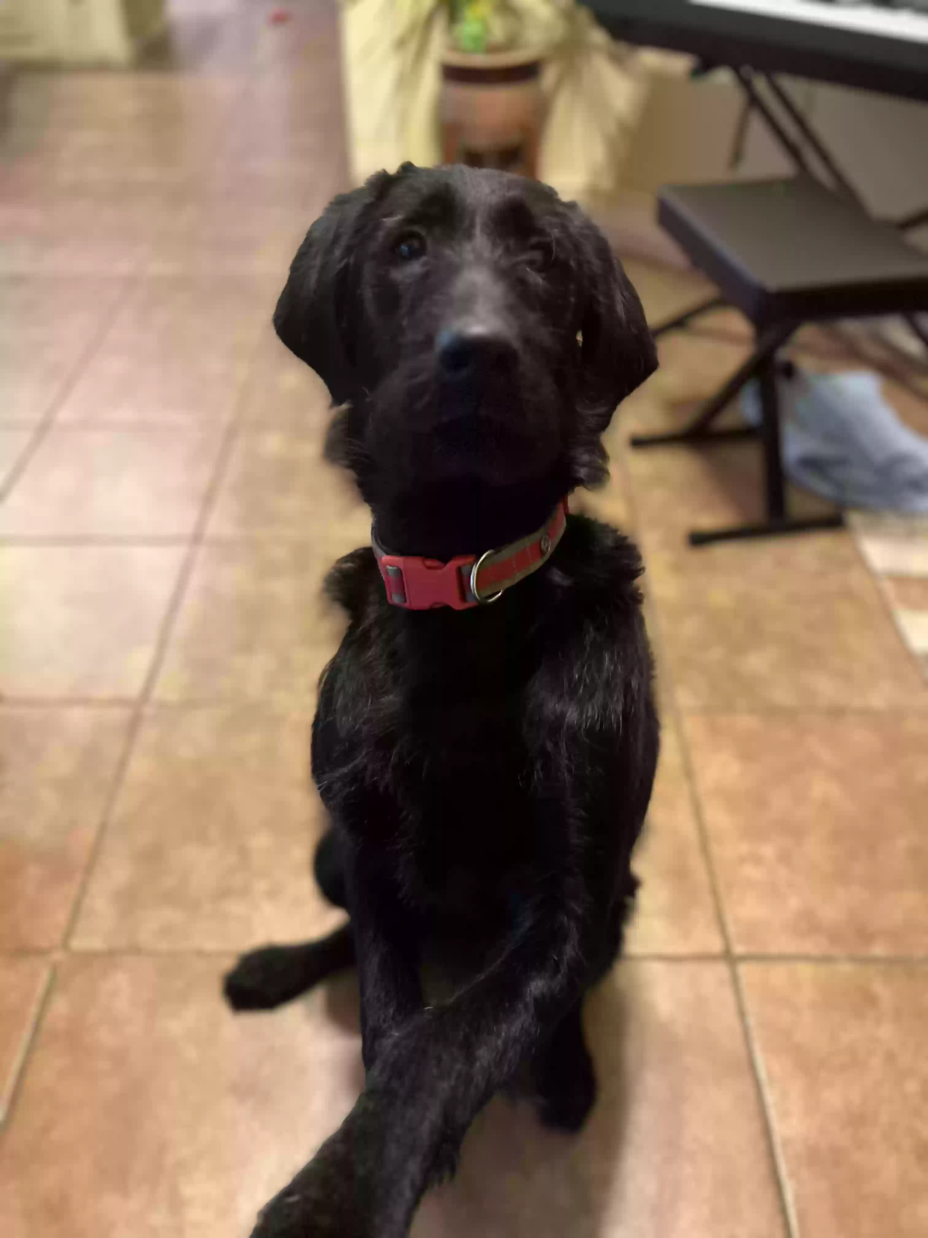adoptable Dog in Little Rock,AR named Charlie