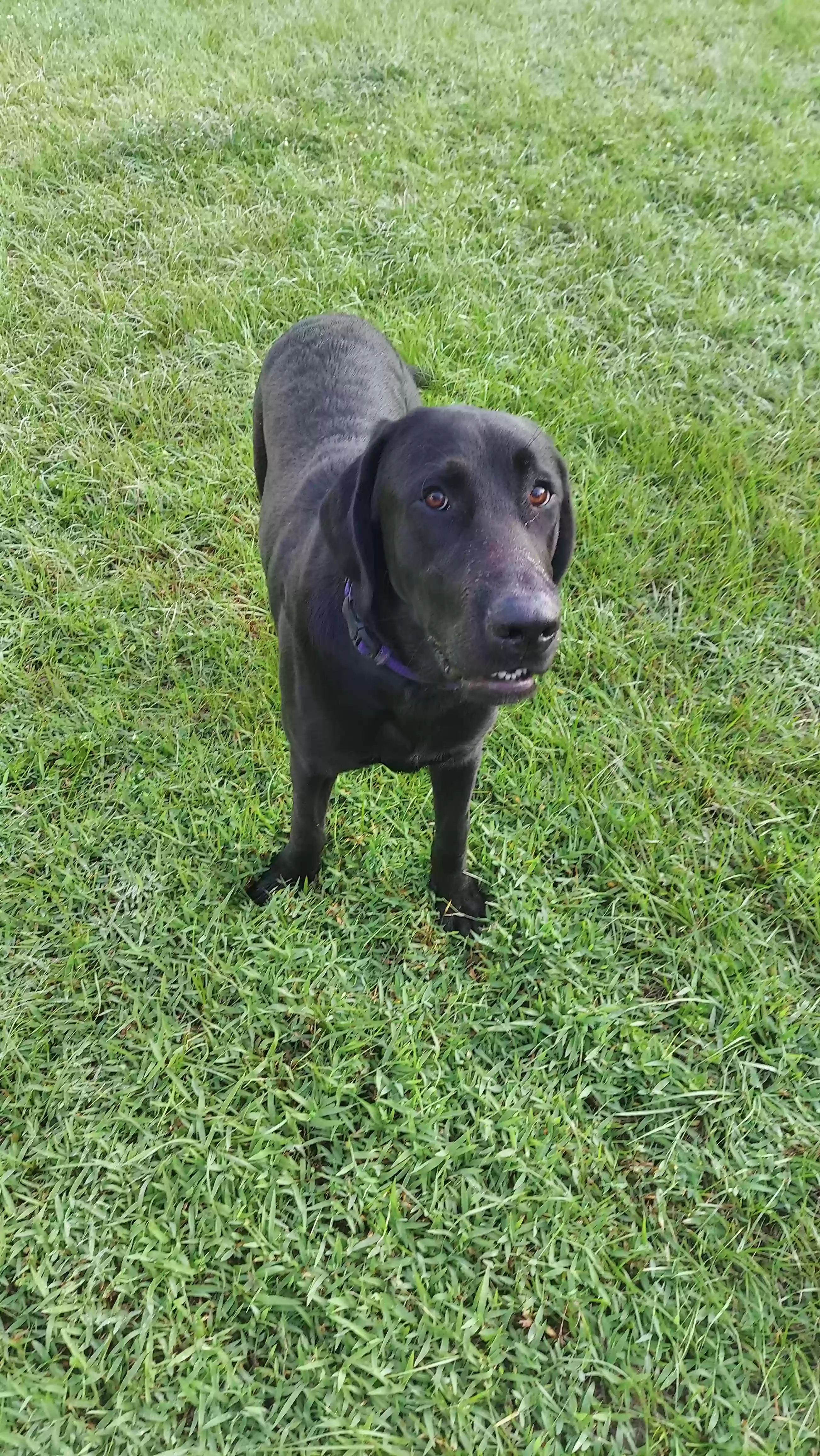 adoptable Dog in Groveland,FL named Bohdie
