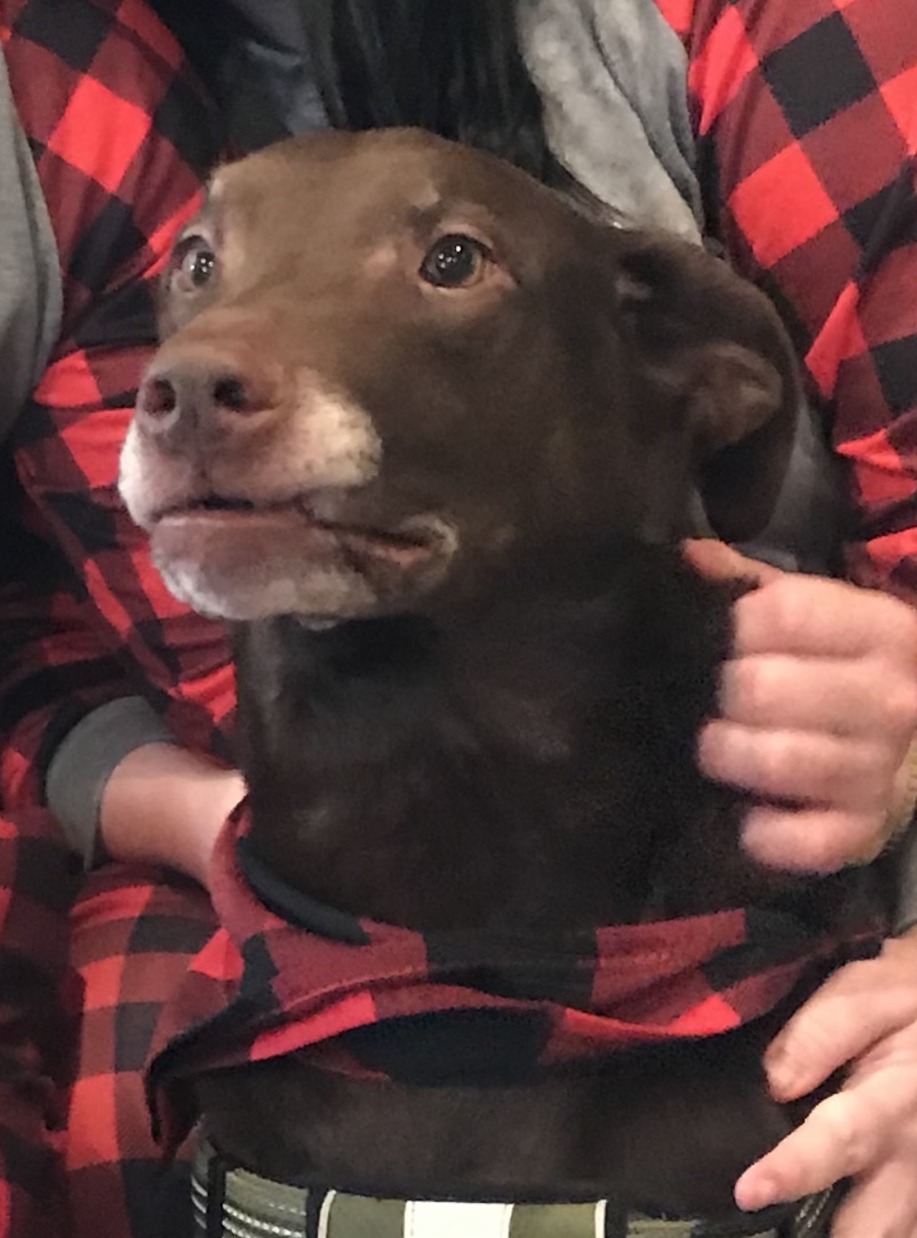 adoptable Dog in Sherman,TX named Hershey
