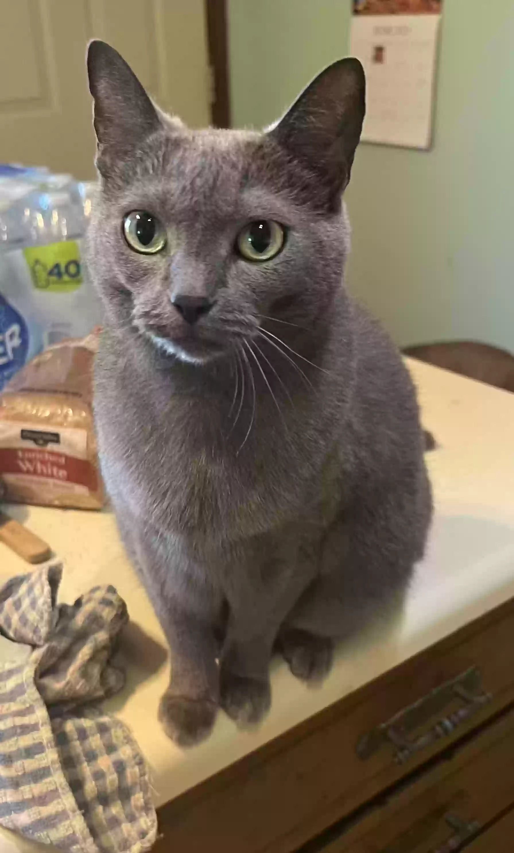 adoptable Cat in Harrison,GA named Pita