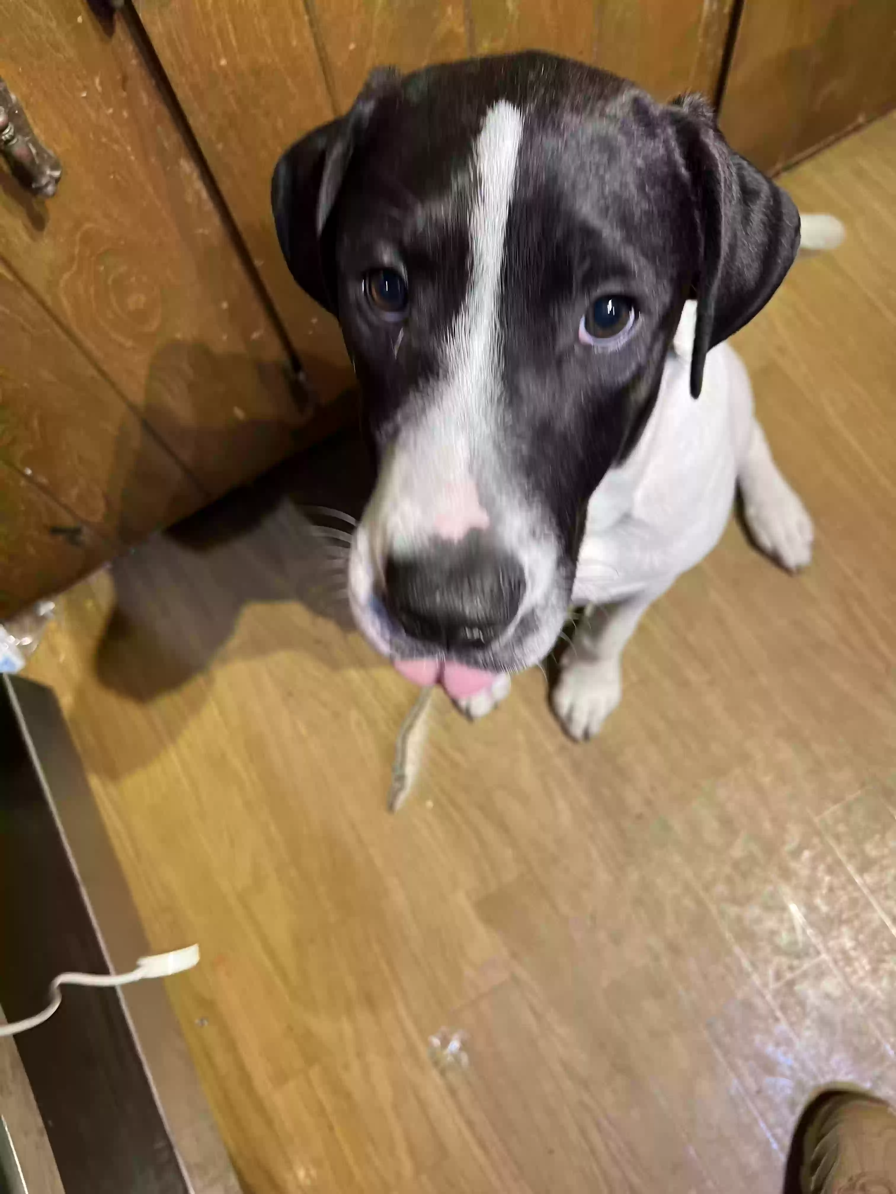 adoptable Dog in Harrison,GA named Chester